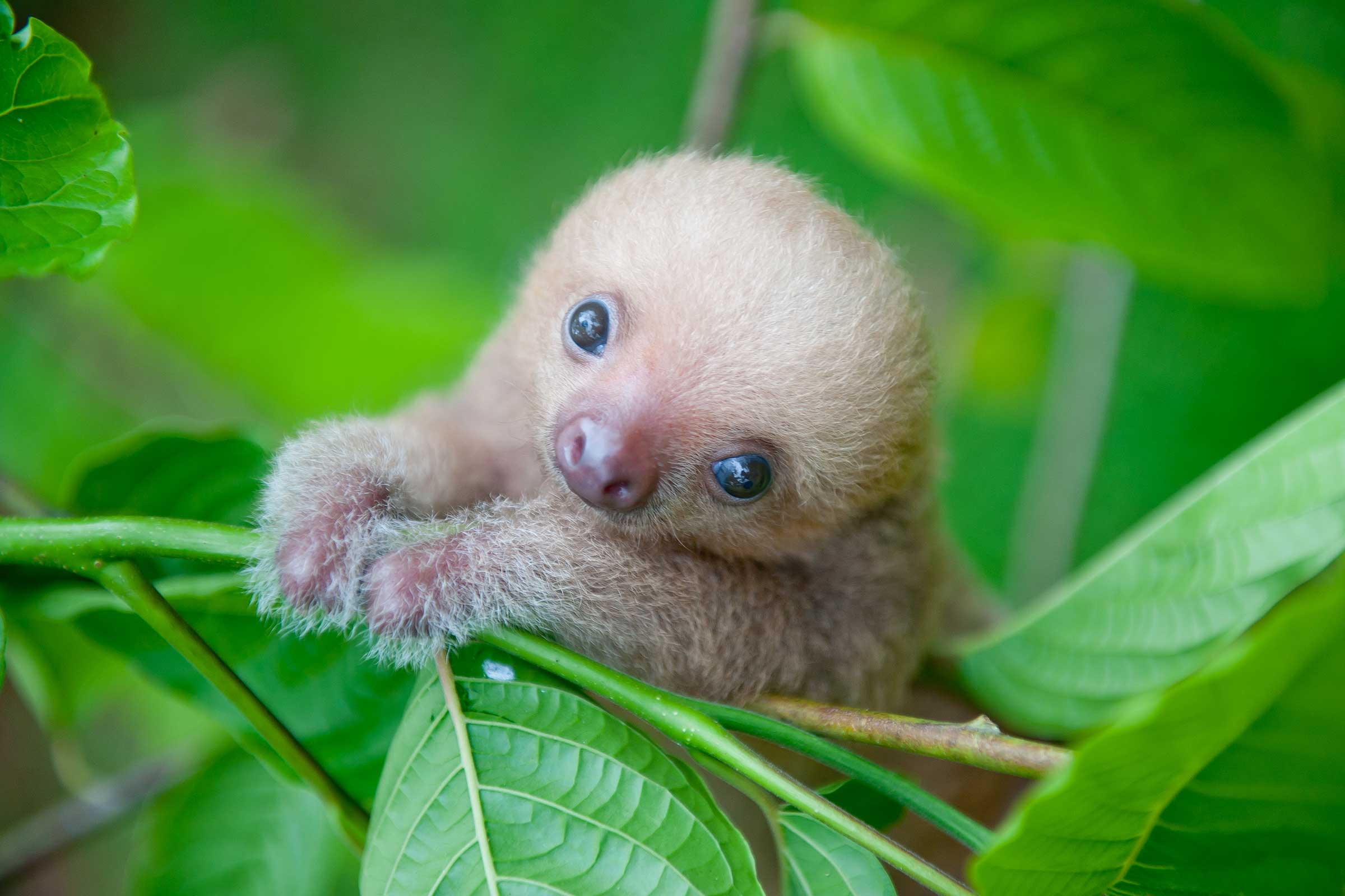 Sloth Wallpaper and Background HD Wallpaper of Sloth