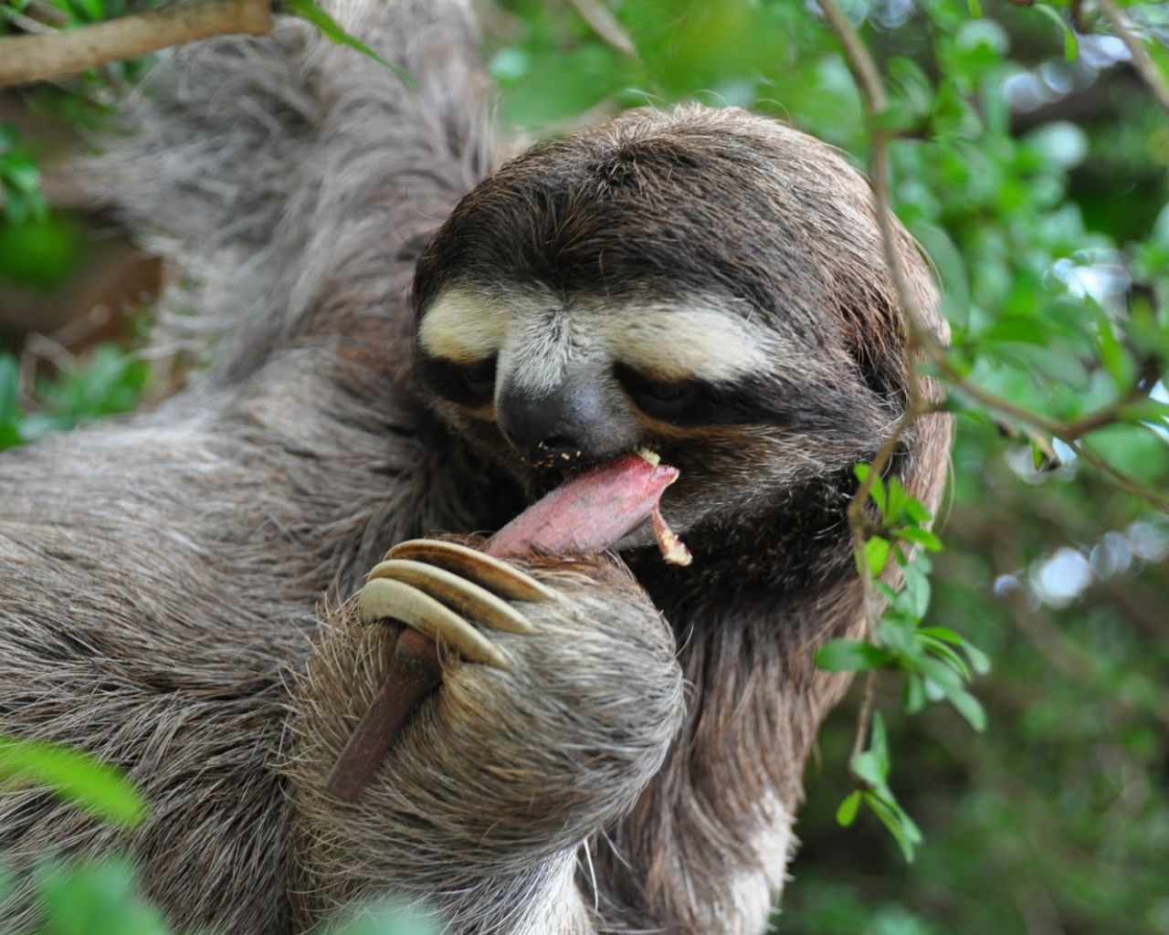 Free download Sloth Animals Funny Picture Funny And Cute Animals [1600x1063] for your Desktop, Mobile & Tablet. Explore Cute Sloth Wallpaper. Funny Sloth Wallpaper, Free Wallpaper Sloth, HD Sloth Wallpaper