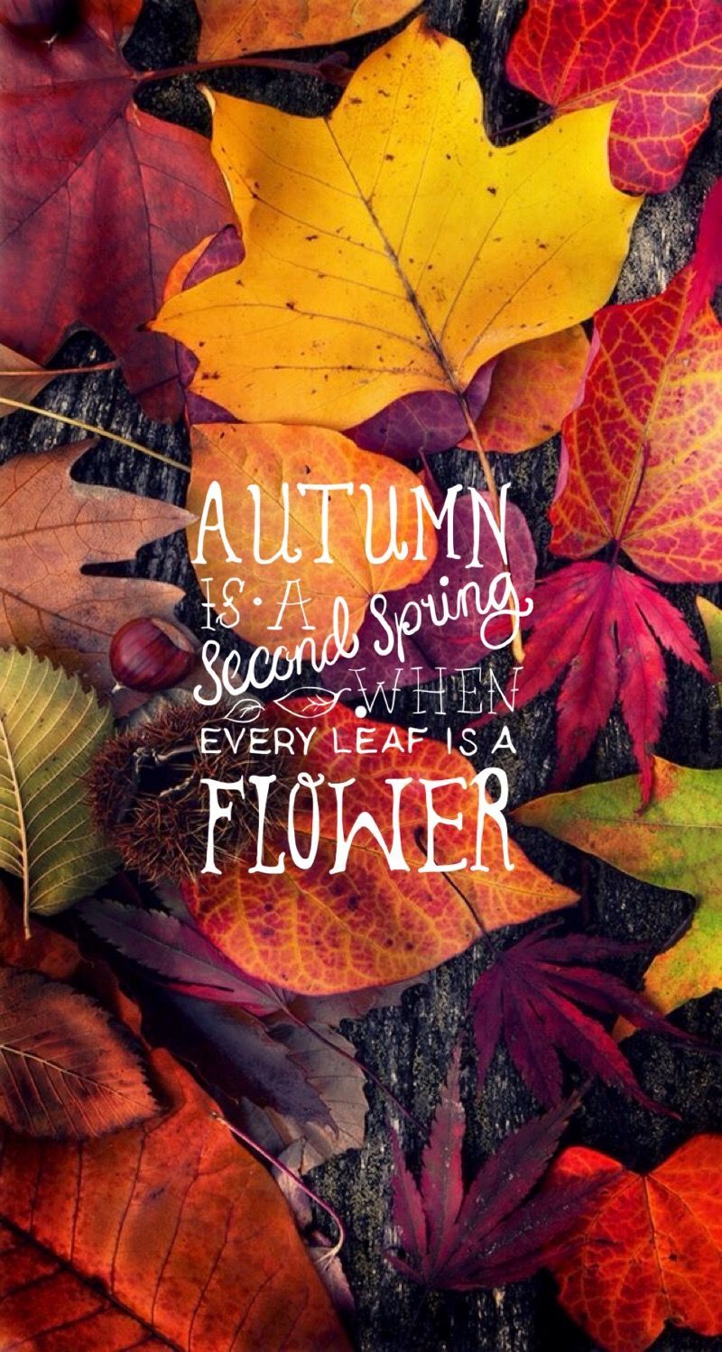 Autumn Quote iPhone Mobile Wallpaper ♚. Autumn quotes, Fall wallpaper, Hello autumn
