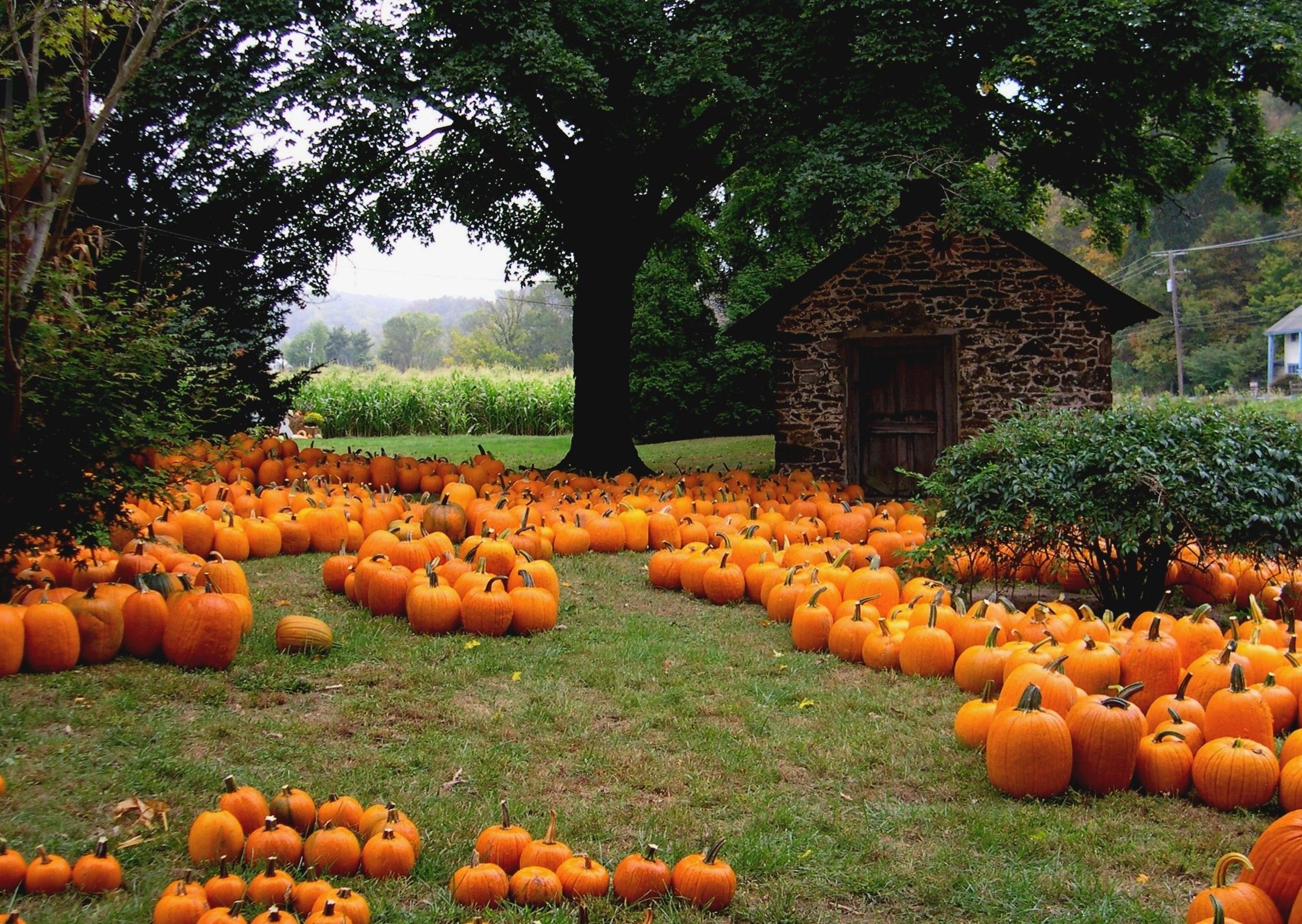 2205x1565, Pumpkin Patch Halloween Autumn Wallpaper Pumpkins Wallpaper & Background Download