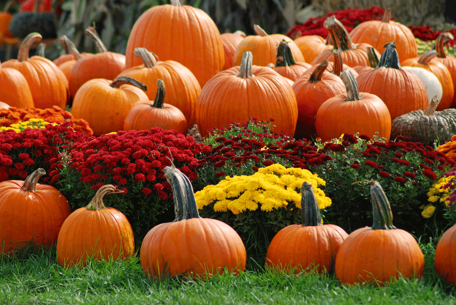 Download Autumn Pumpkins Wallpaper, HD Background Download