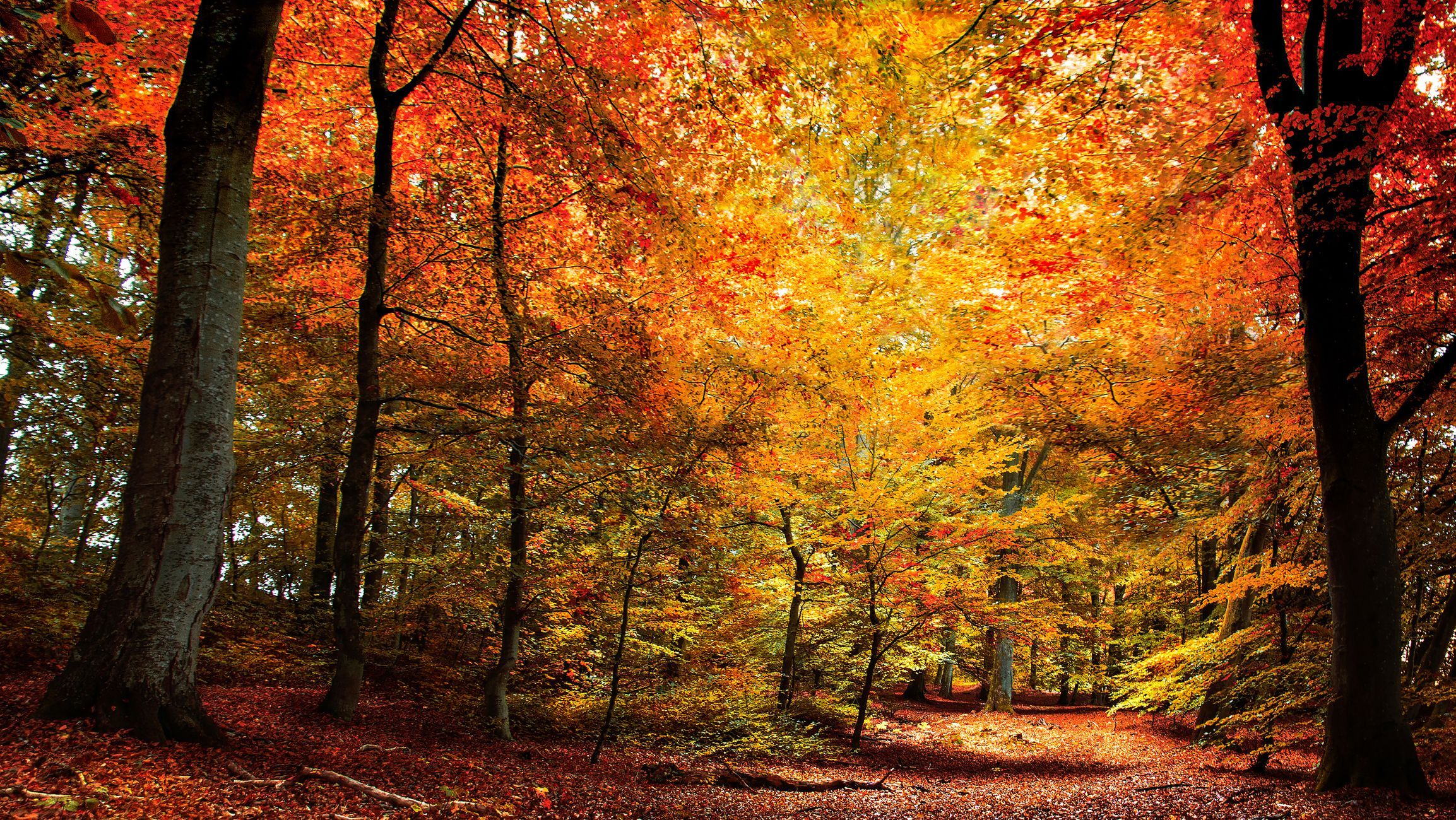 Best Fall Quotes Sayings About Autumn