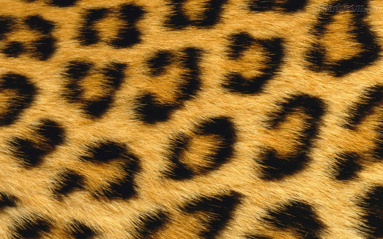 Leopard Print Natural HD Wallpaper Animal Print for Desktop Wallpaper High Resolution. 東京都
