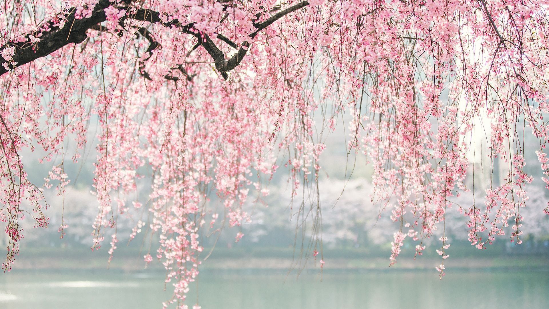 Download 1920x1080 Wallpaper Japan, Cherry Blossom, Tree, Flowers, Full Hd, Hdtv, Fhd, 108. Cherry blossom wallpaper, Wallpaper japan, Aesthetic desktop wallpaper