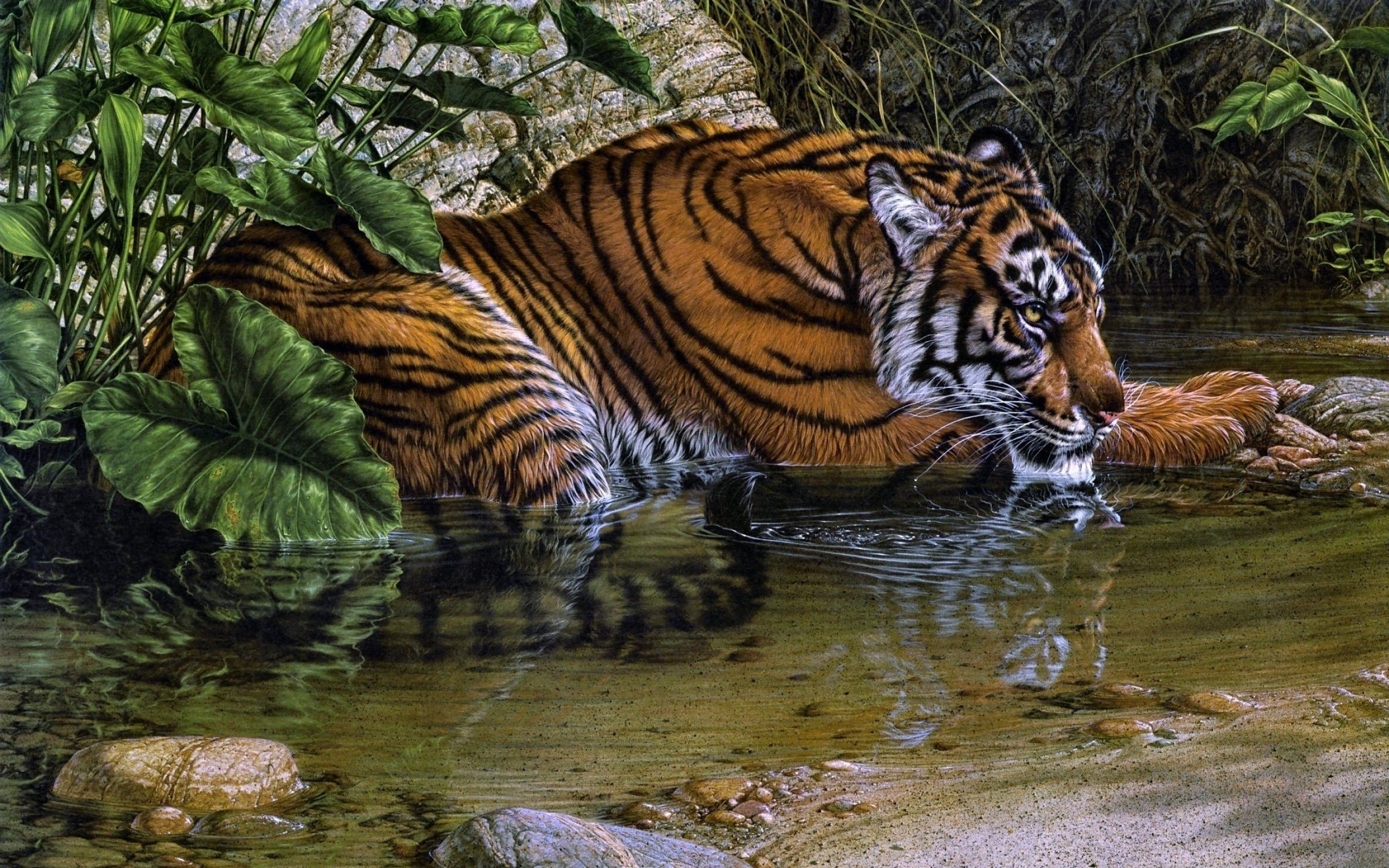 Tiger Drawing art wallpaperx1600