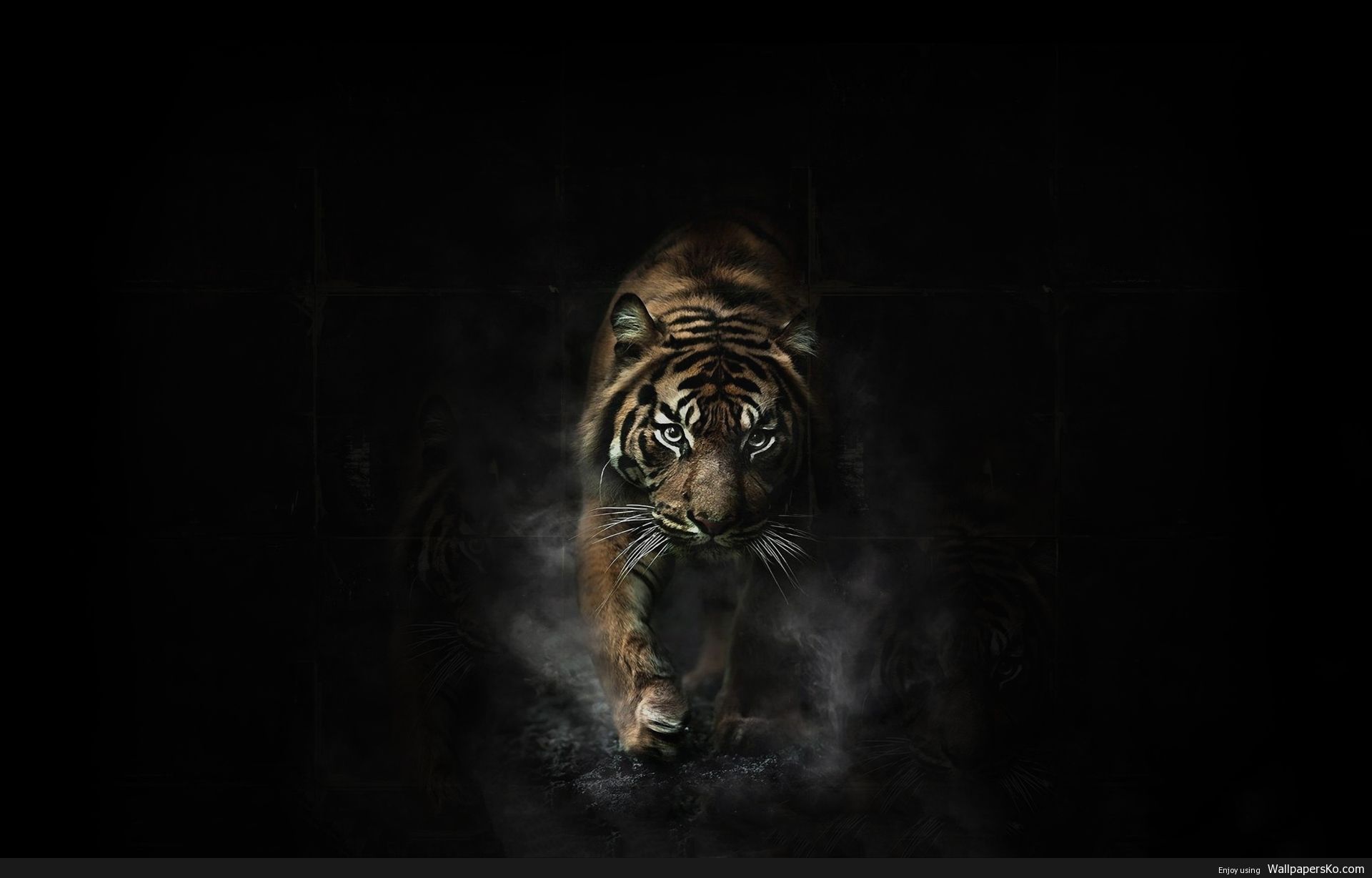 Black Tiger  King Tiger  Jungle King  Animal Wallpaper Download  MobCup