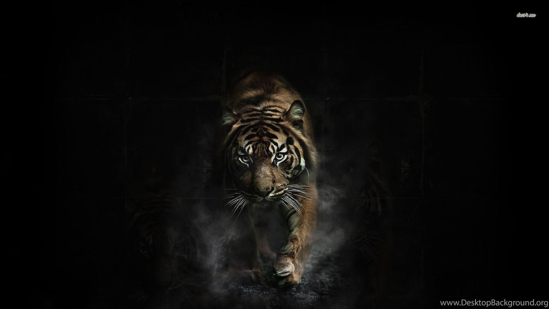 Tiger In The Shadows Wallpaper Digital Art Wallpaper Desktop Background