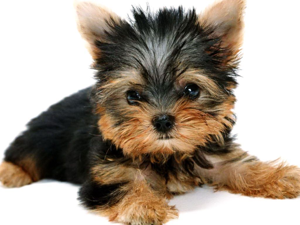 pics of black and brown puppies. Dog Wallpaper. Canadian Entertainment and Learning Portal For New. Cachorros yorkie, Perros yorkie, Perros cachorros