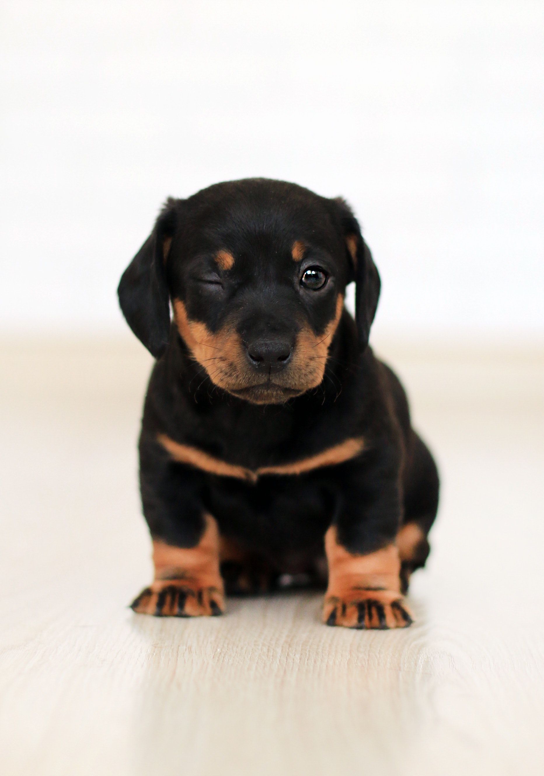 Winking Black And Brown Puppy · Free