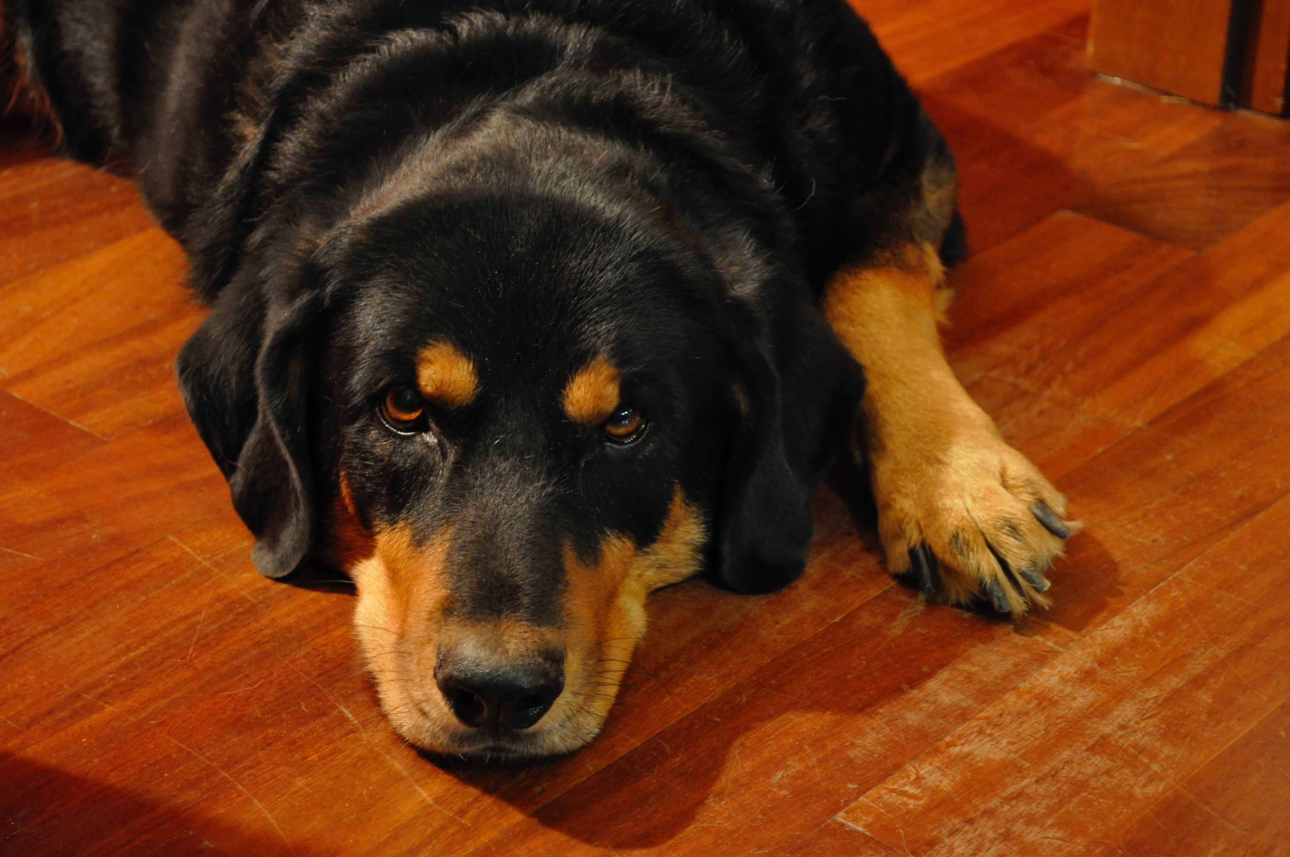 black and brown rottweiler free image