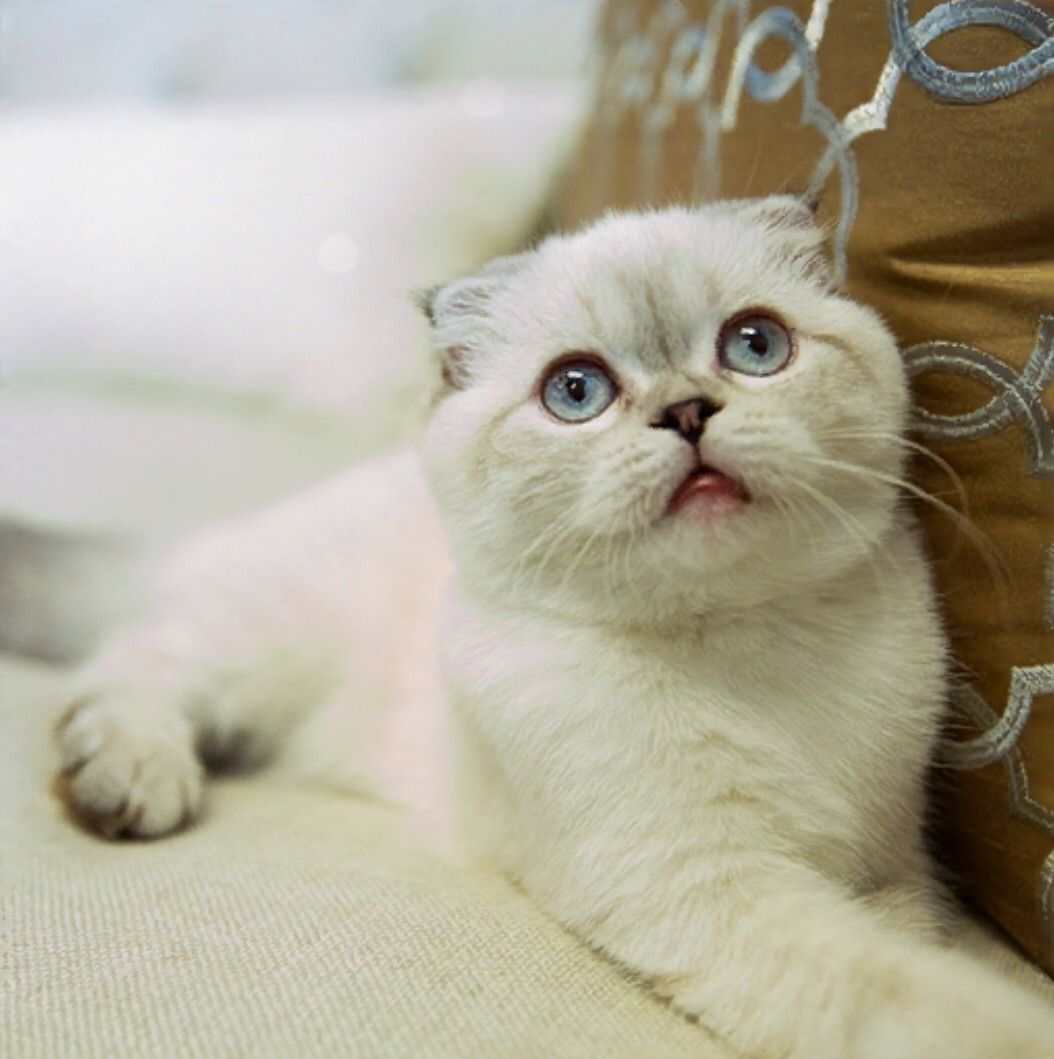 Taylor Swifts Cats Wallpapers Wallpaper Cave