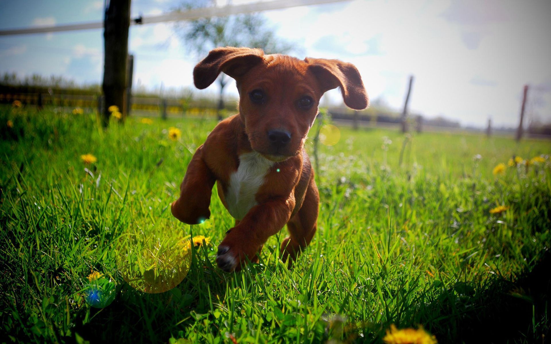 A cute brown puppy running in the grass. Cute animals, Super cute dogs, Animal humor dog