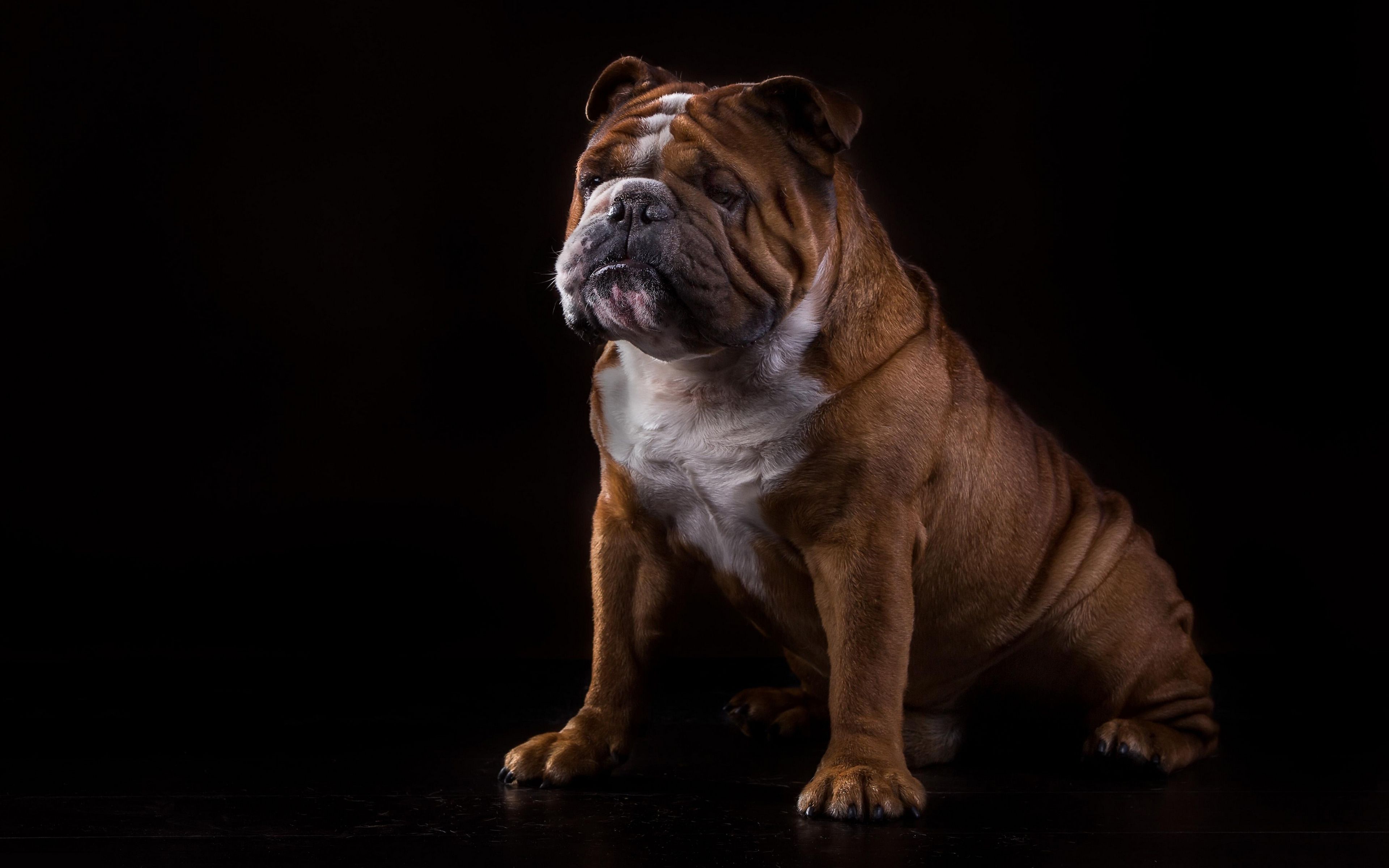 Download wallpaper English Bulldog, funny brown dog, pets, bulldog on a black background, dogs for desktop with resolution 3840x2400. High Quality HD picture wallpaper