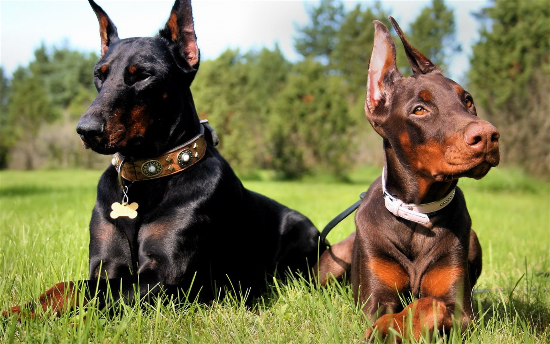 Download wallpaper dobermanns, black dog, brown dog, German dogs for desktop with resolution 1920x1200. High Quality HD picture wallpaper