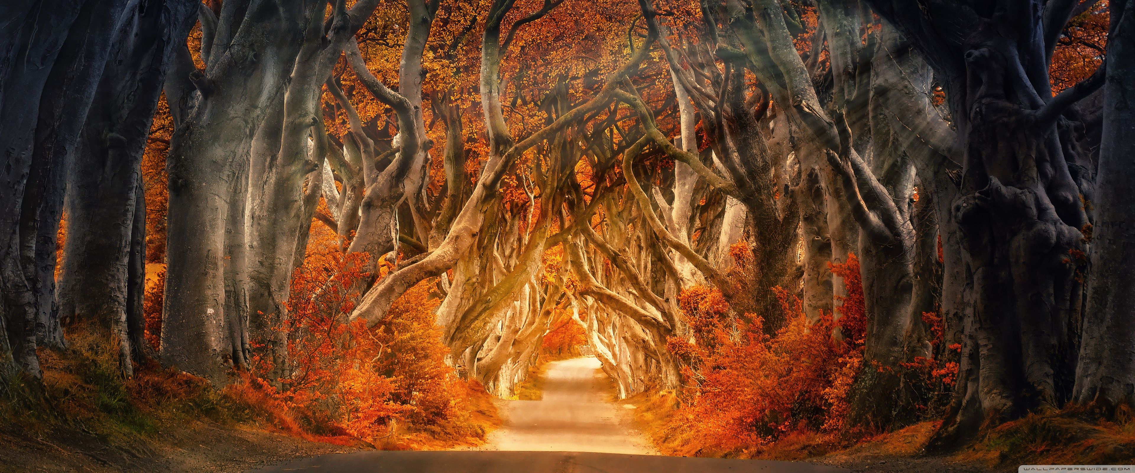 Magic Autumn Wallpapers Wallpaper Cave