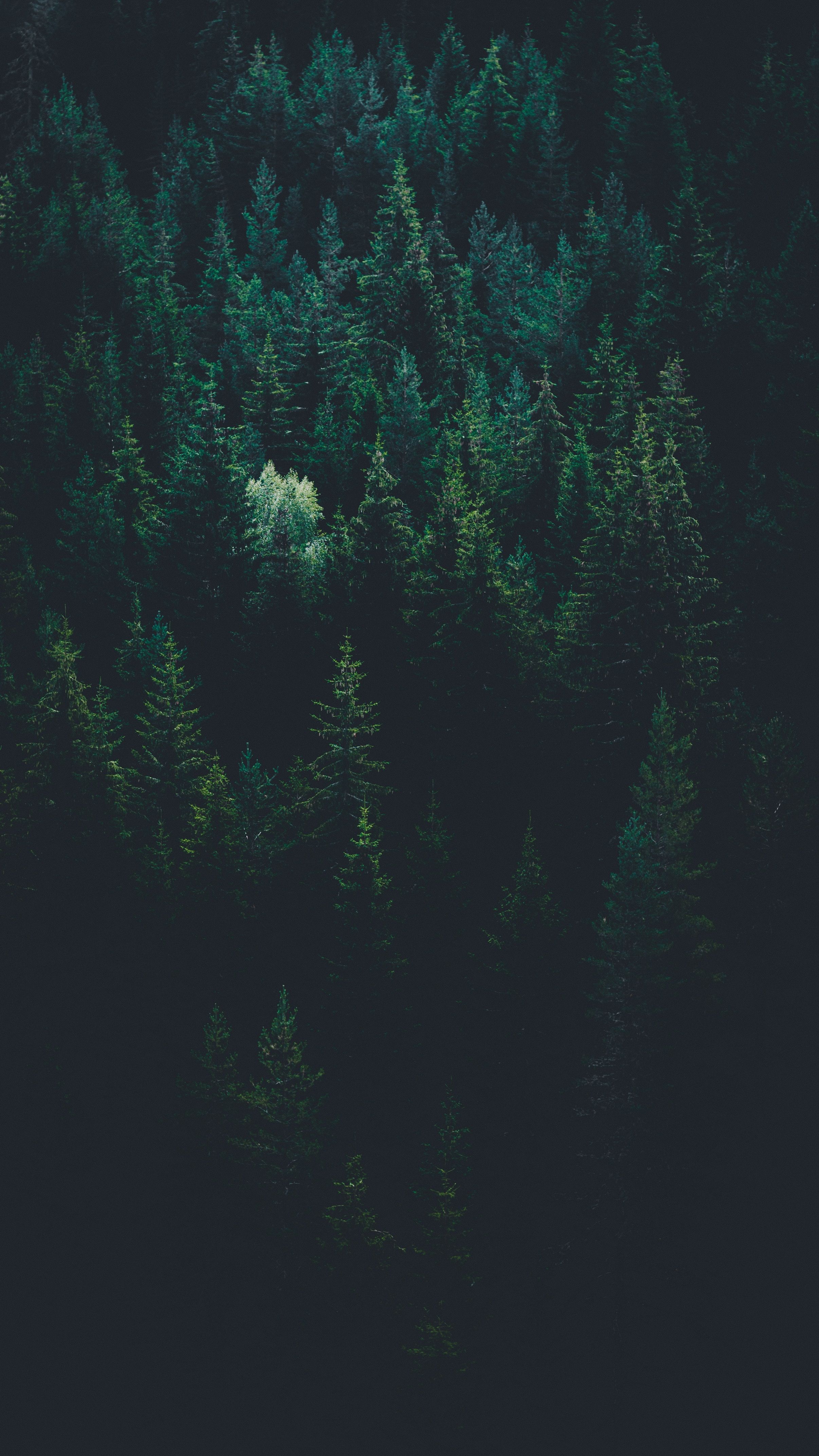 Forest Wallpaper: Free HD Download [HQ]