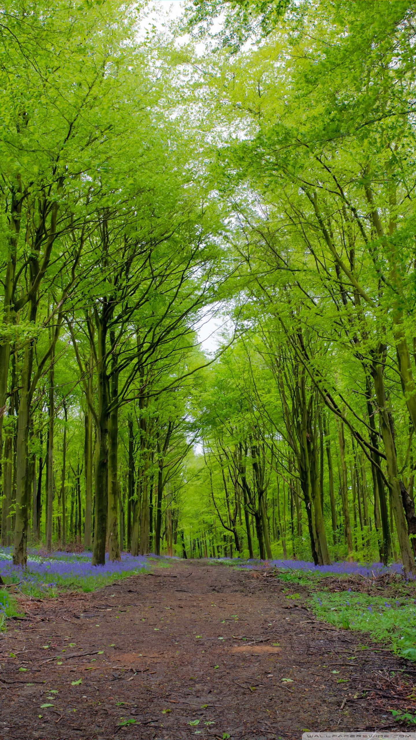 Forest, Green Trees, Spring Ultra HD Desktop Background Wallpaper for 4K UHD TV, Widescreen & UltraWide Desktop & Laptop, Multi Display, Dual Monitor, Tablet