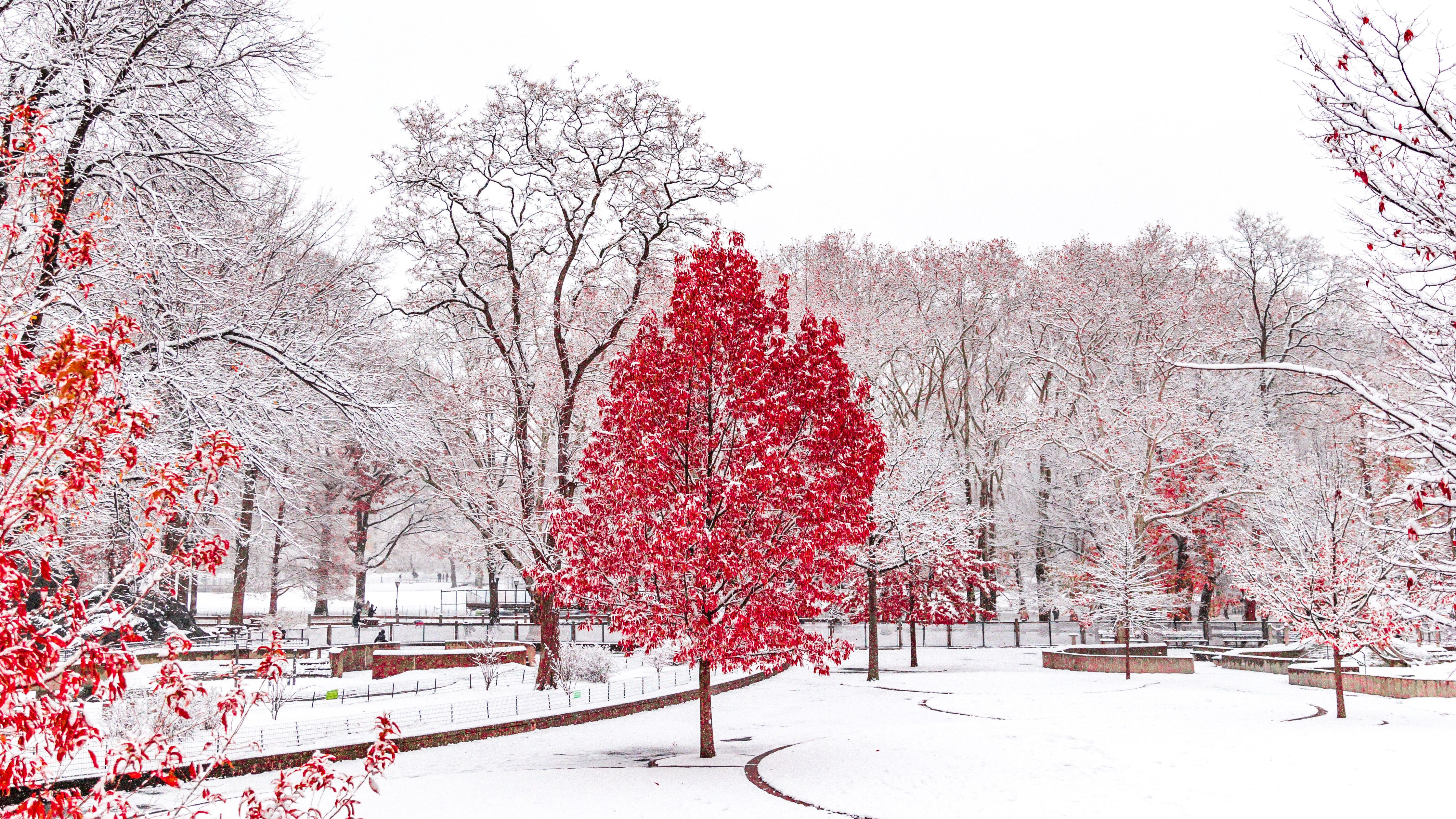 Red Winter Central Park 5k, HD Nature, 4k Wallpaper, Image, Background, Photo and Picture