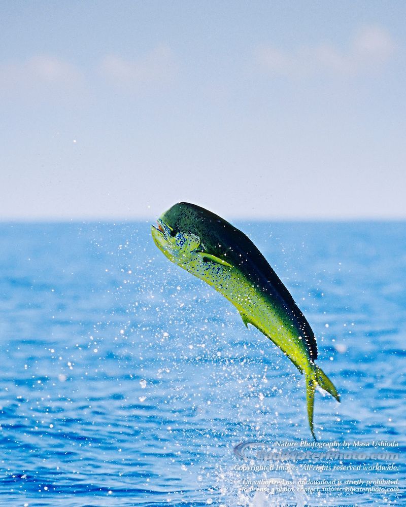 Mahi Mahi / Common Dolphinfish. Masa Ushioda CoolWaterPhoto.com. Salt water fishing, Ocean creatures, Salt water fish