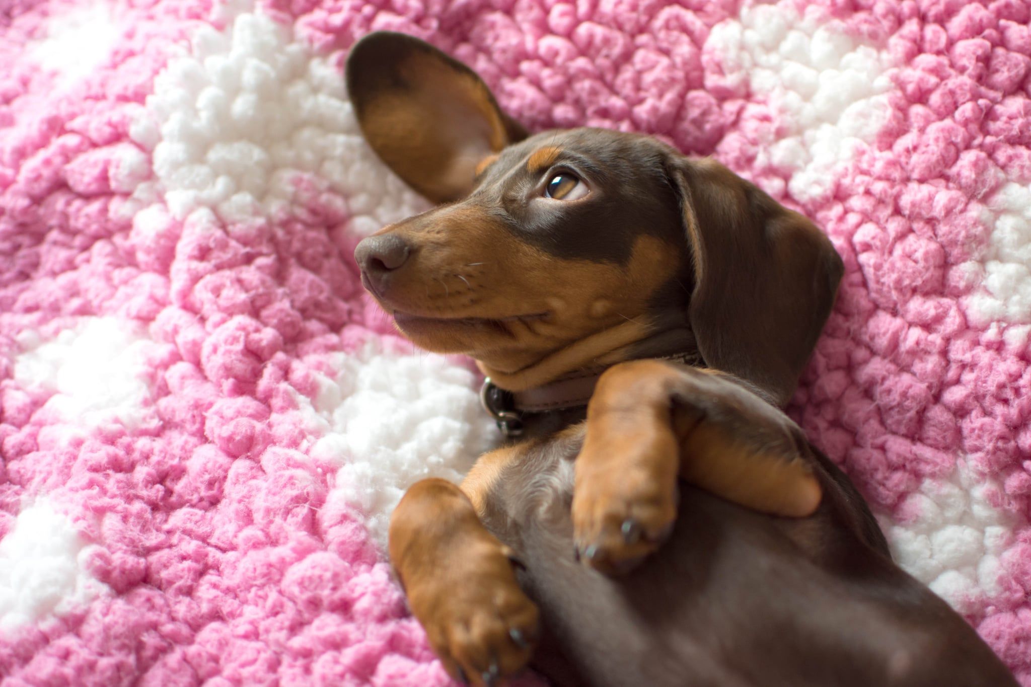 Wiener Dogs Wallpapers - Wallpaper Cave