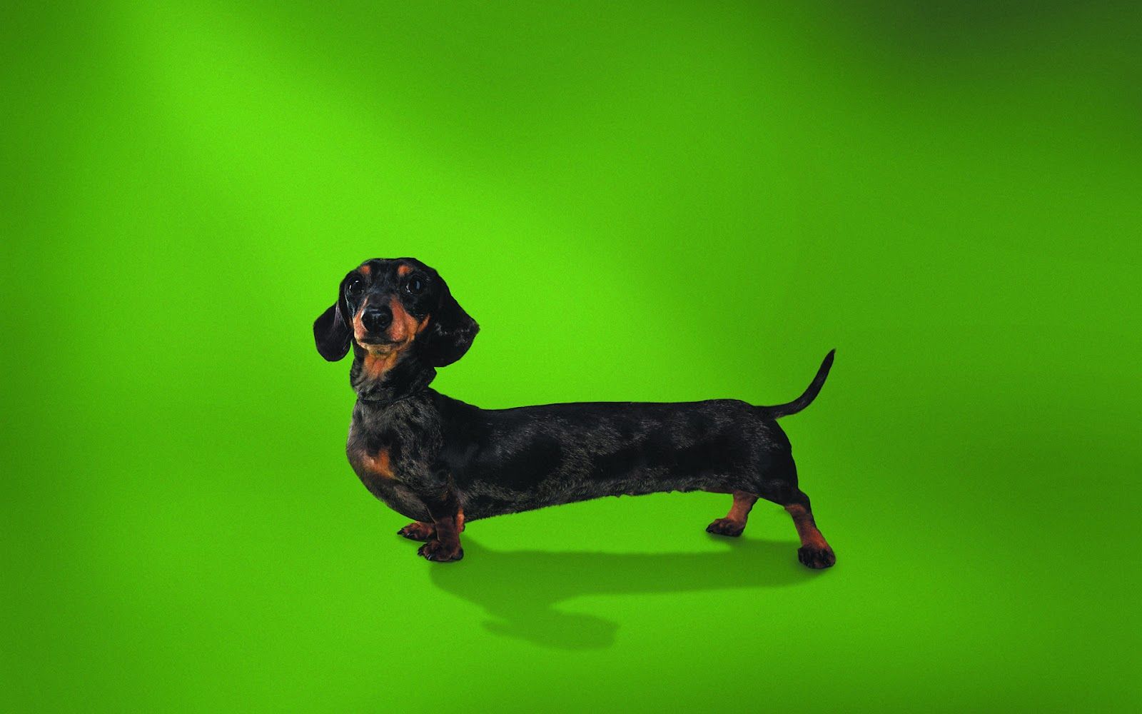 Wiener Dogs Wallpapers - Wallpaper Cave