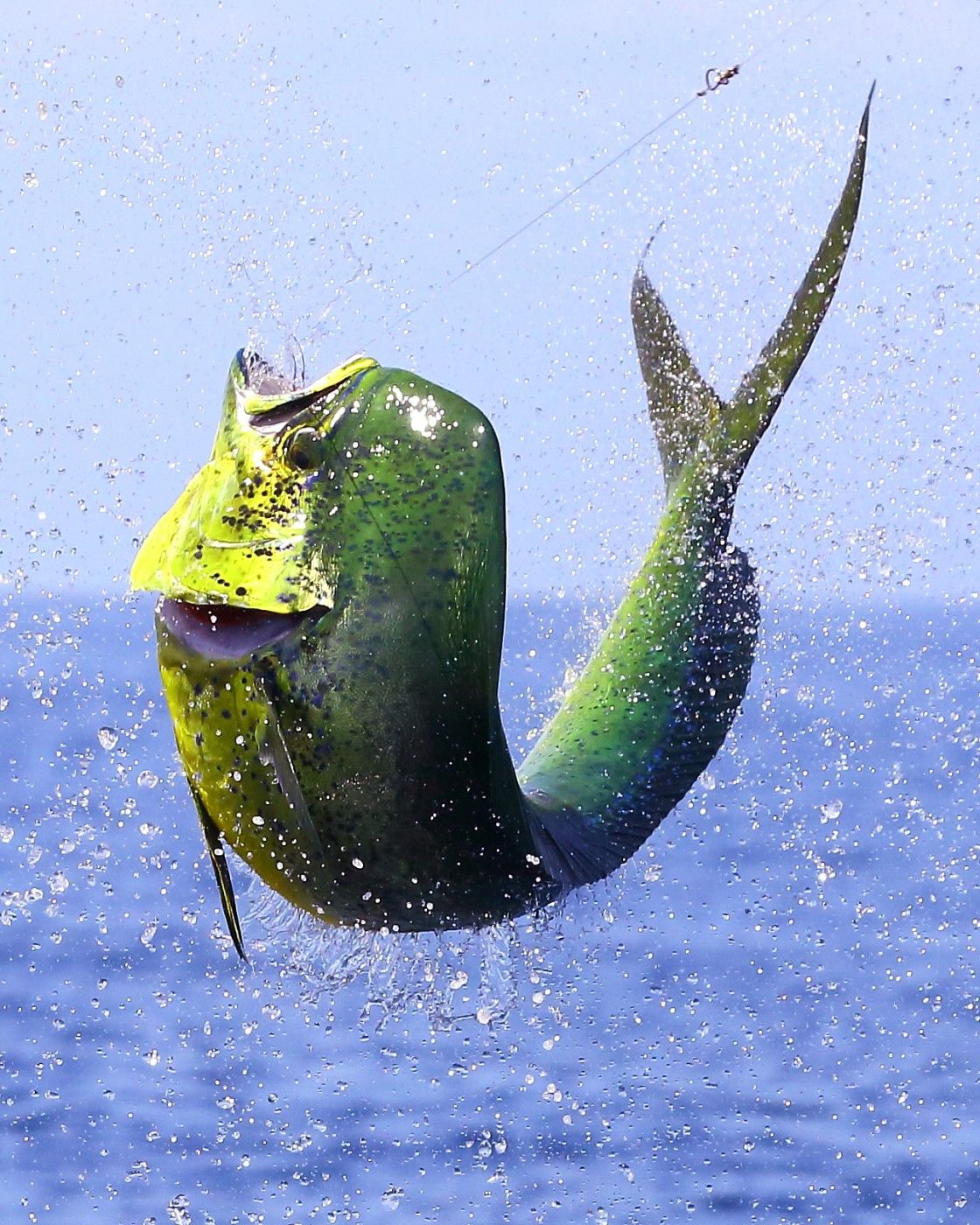 Jumping Mahi Mahi Clip Art