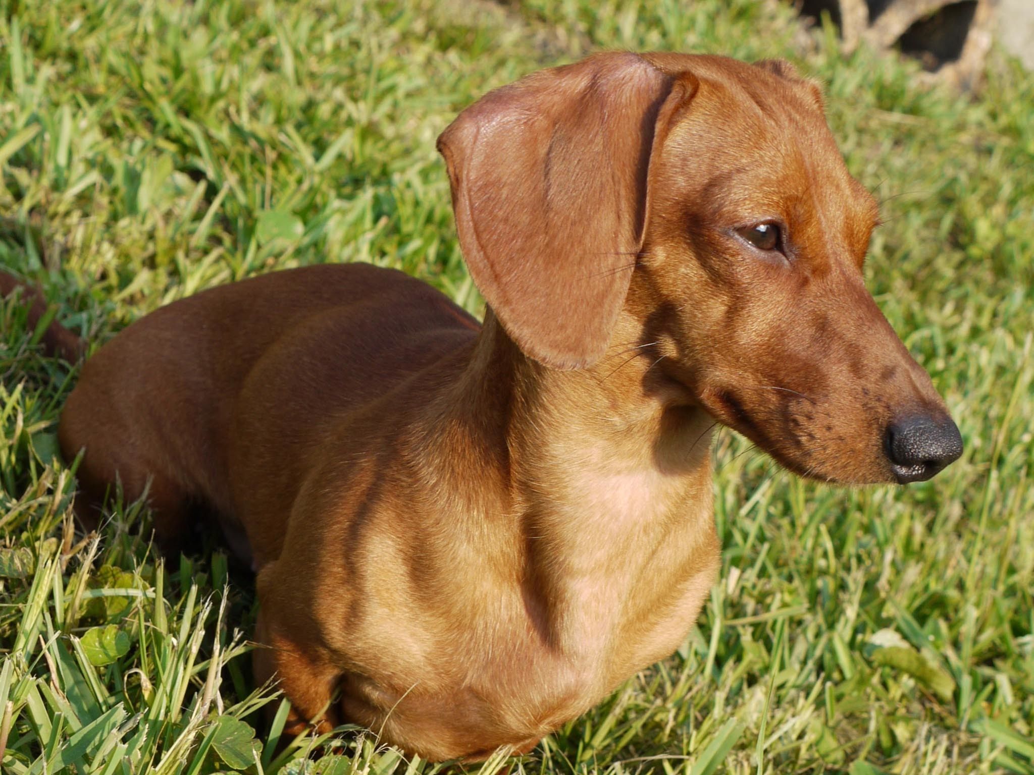 Weiner Dog Wallpaper