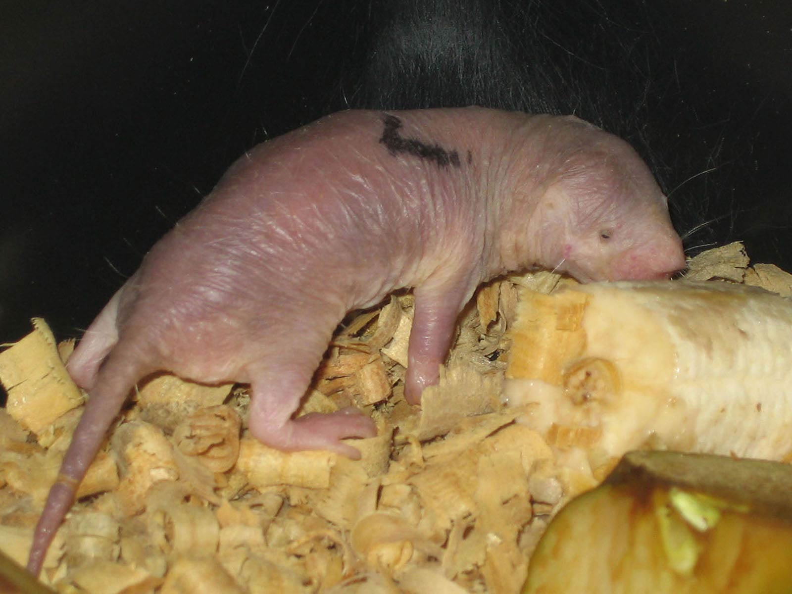 Naked Mole Rat Wallpaper