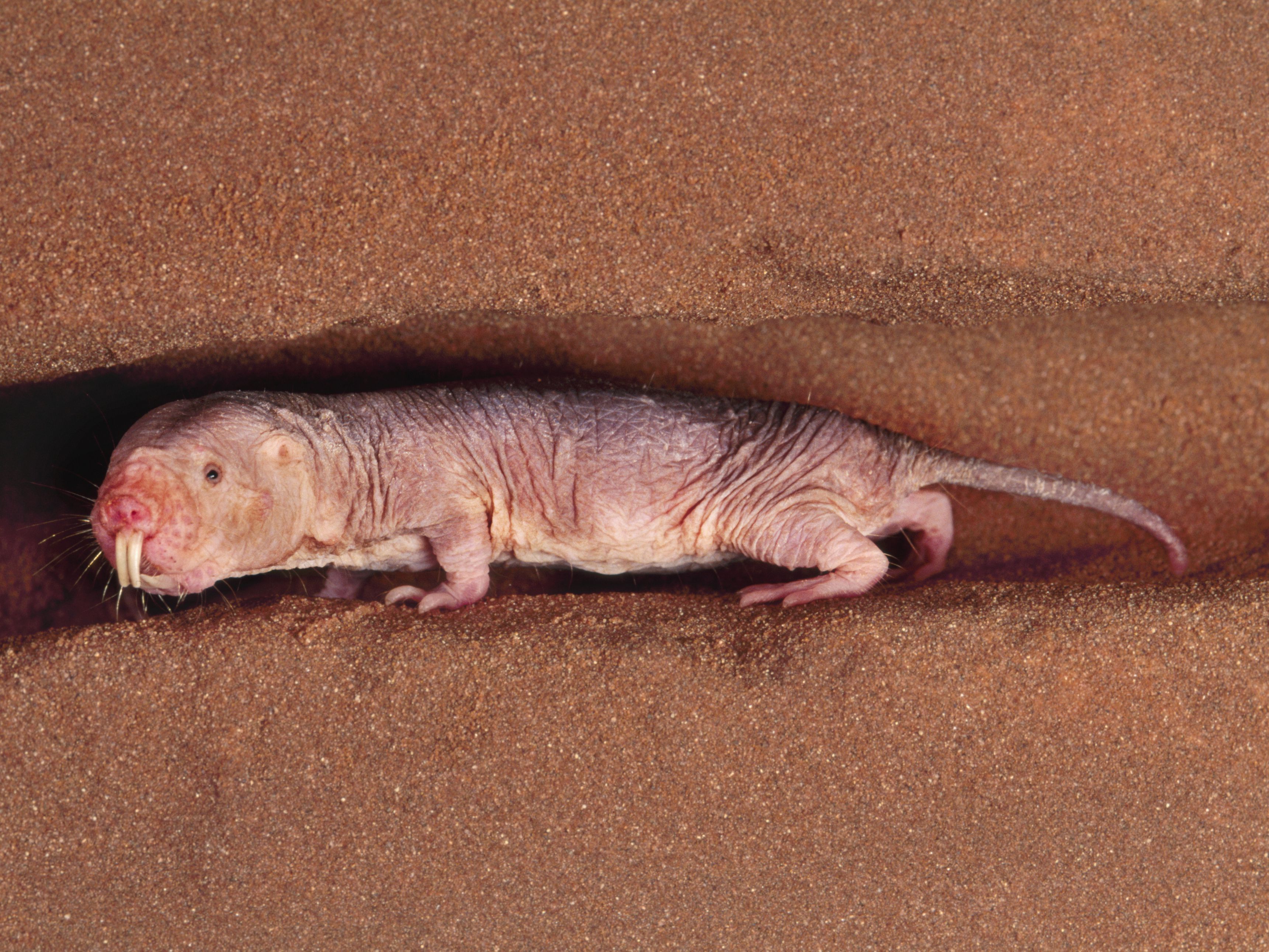 Weird Naked Mole Rat Facts (Heterocephalus glaber)