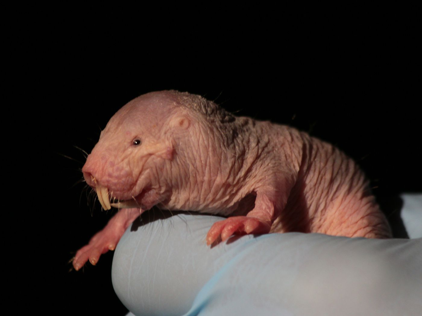 The bizarre biology of the naked mole rat means oxygen is a bonus
