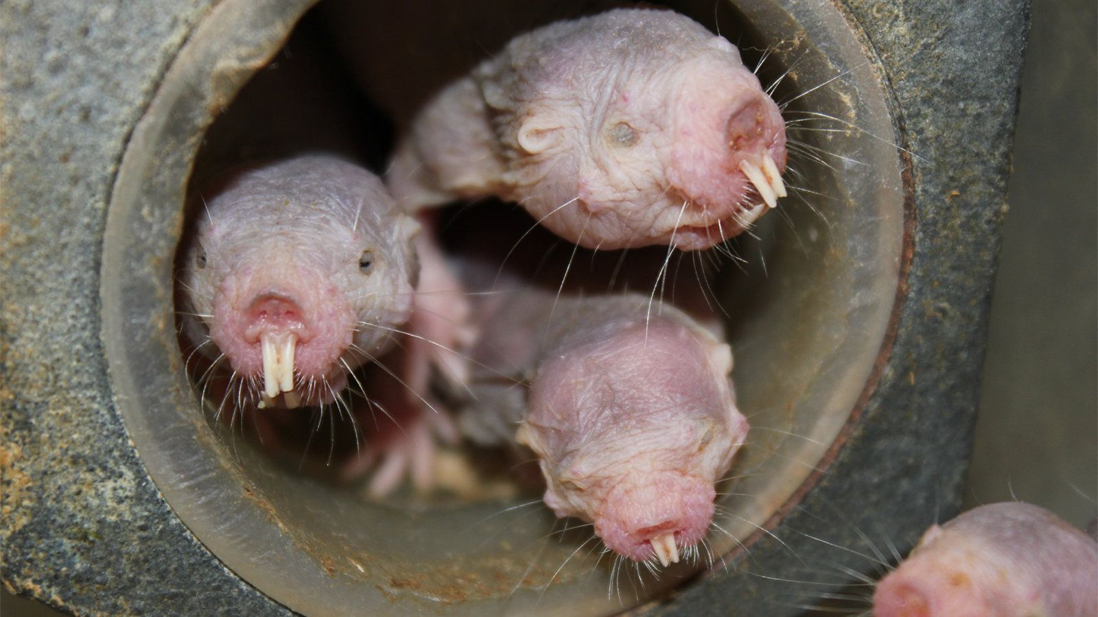 No Oxygen? The Naked Mole Rat Might Not Care
