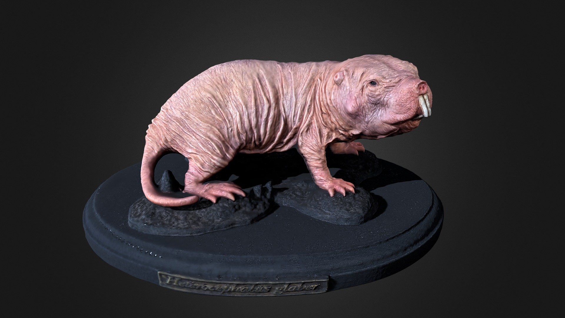 Naked Mole Rat .::RAWscan::. Free 3D model by Spogna [be94895]