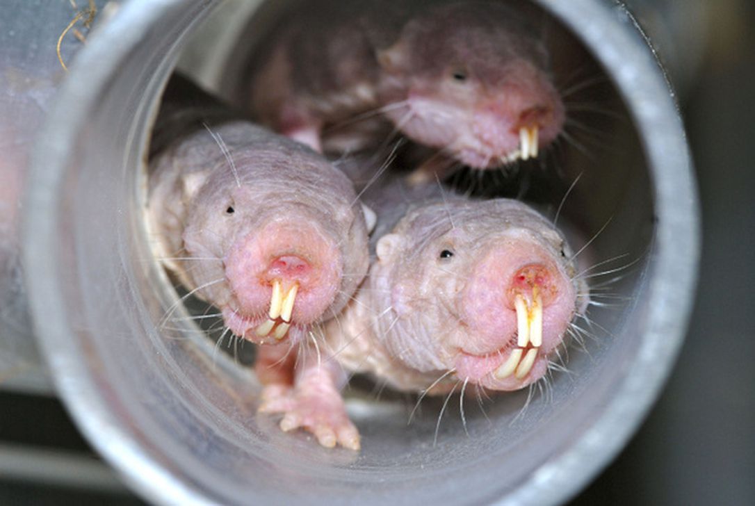 Naked mole rats: key to human sexuality?