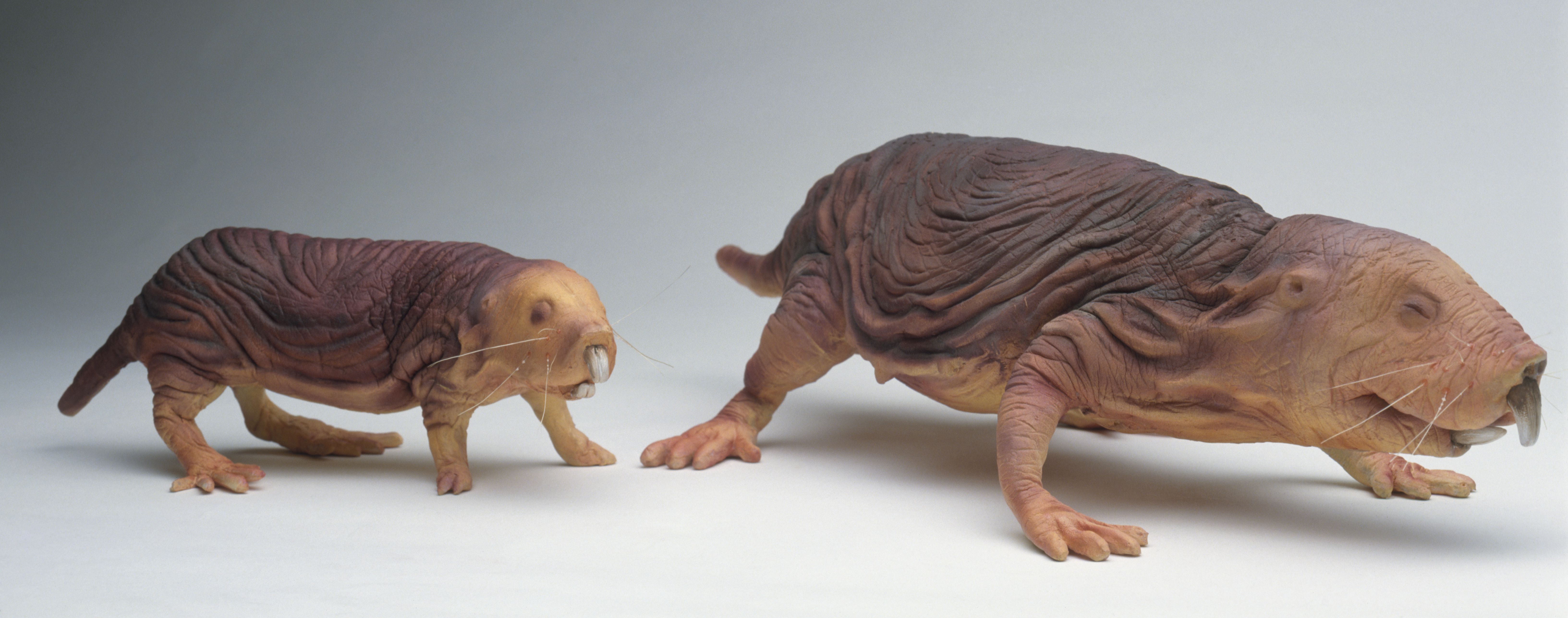 Weird Naked Mole Rat Facts (Heterocephalus glaber)