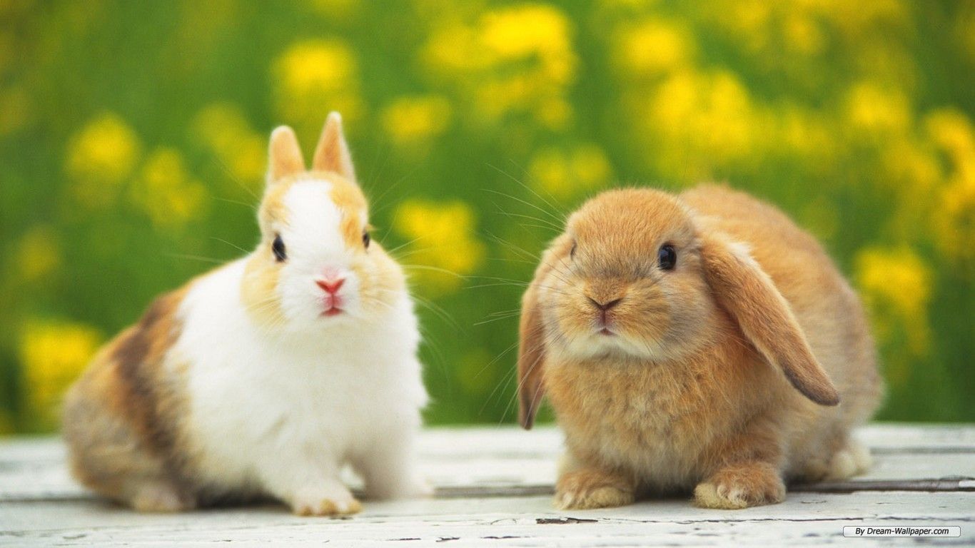 If you chase two rabbits, you will not. Aynı anda iki amaç peşinde koşuyorsan. Proverb. Baby animals, Baby animals picture, Cute animals