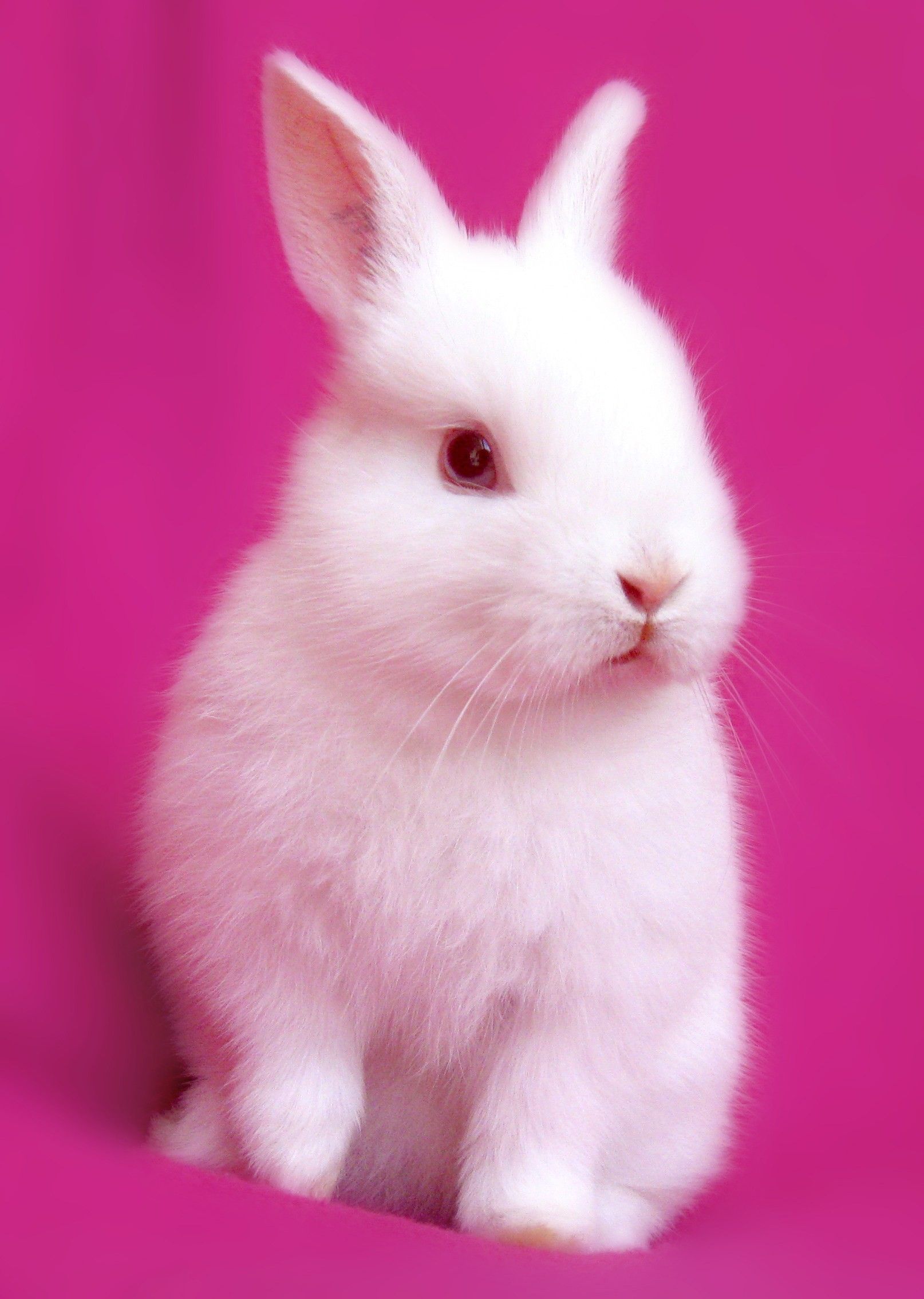 super cute baby bunnies wallpaper
