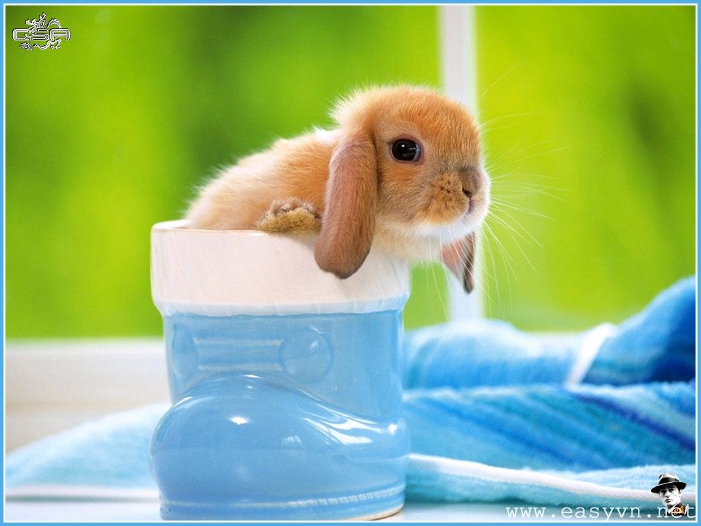 Rabbit Wallpaper Free Download Cute White HD Desktop Baby Bunnies In A Cup Wallpaper & Background Download