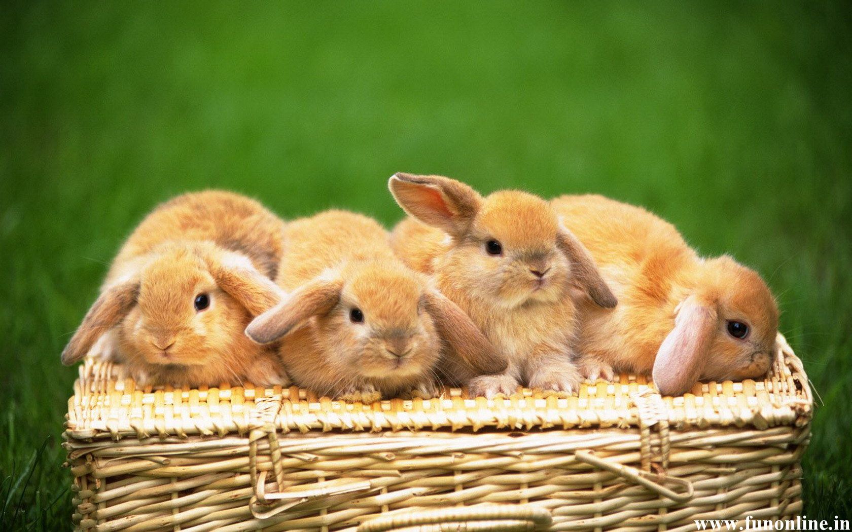 Free download Rabbit Wallpaper Download Cute Baby Rabbits HD Wallpaper [1680x1050] for your Desktop, Mobile & Tablet. Explore Cute Baby Bunnies Wallpaper. Baby Bunny Wallpaper, Bunny Wallpaper for Desktop
