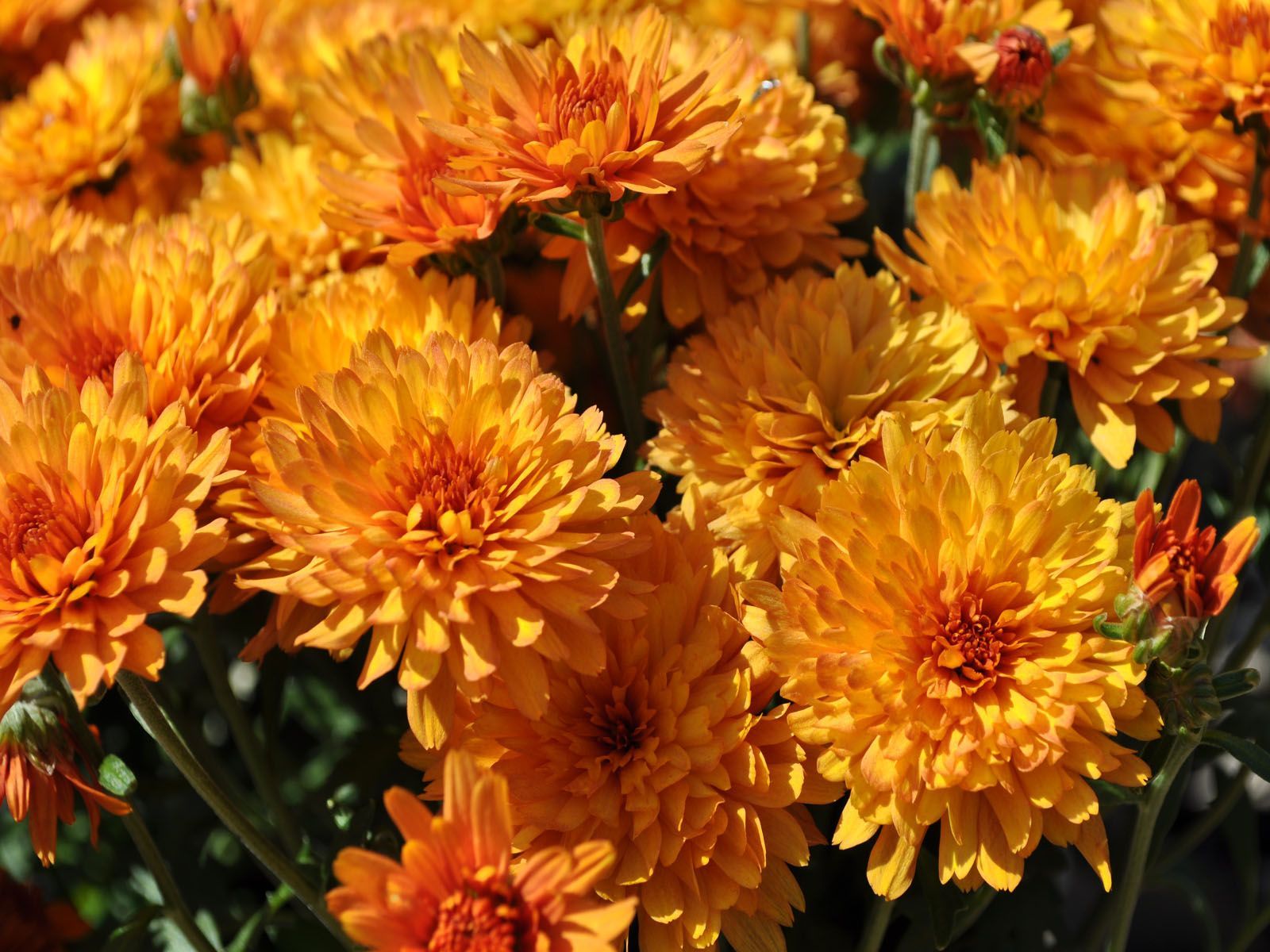 Gardens Picture Flower Wallpaper. Halloween flowers, Garden picture, Halloween floral