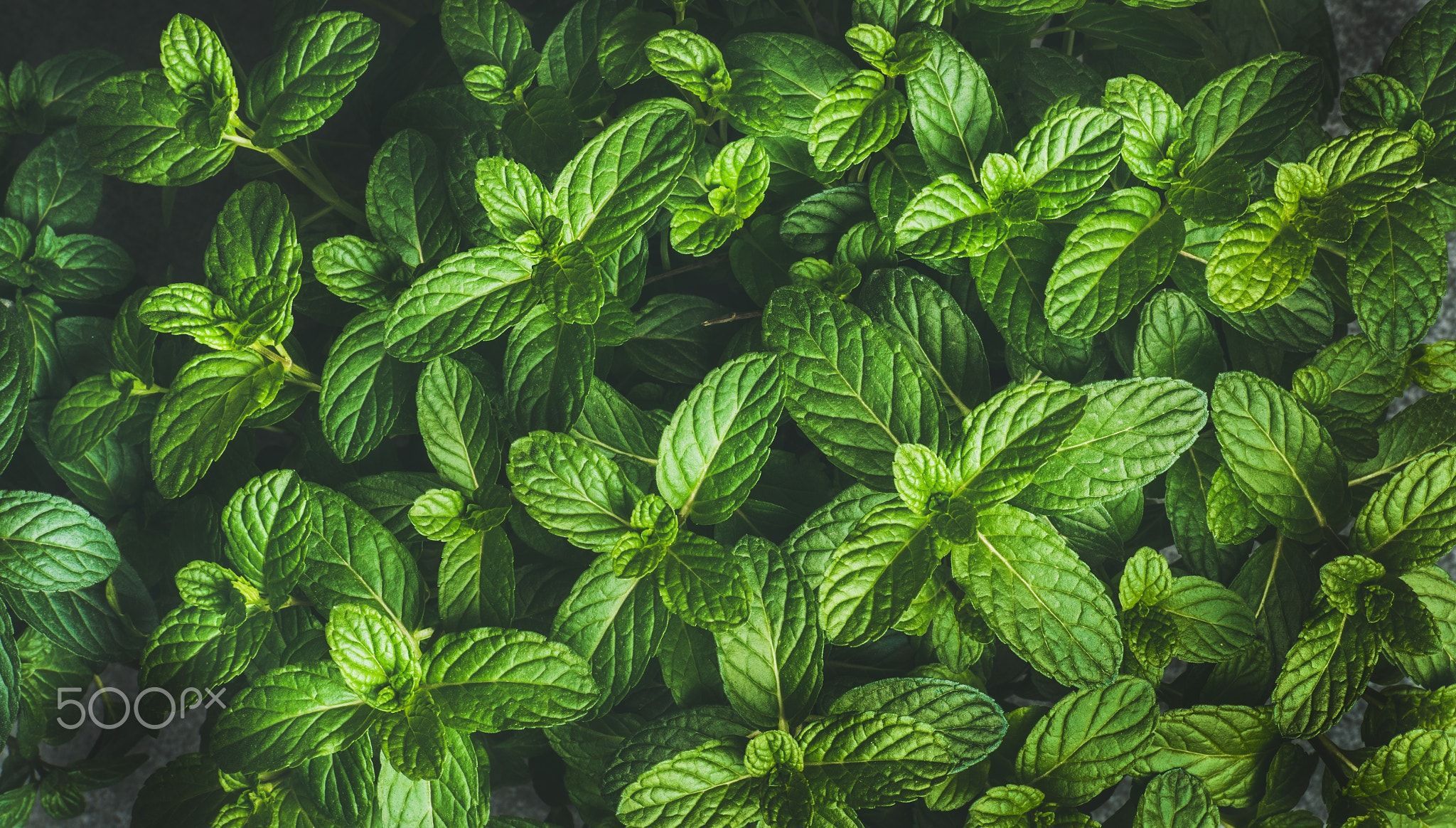 Fresh green pepper mint leaves texture, background or wallpaper green pepper mint leaves texture, background and w. Leaf texture, Mint leaves, Mint plants