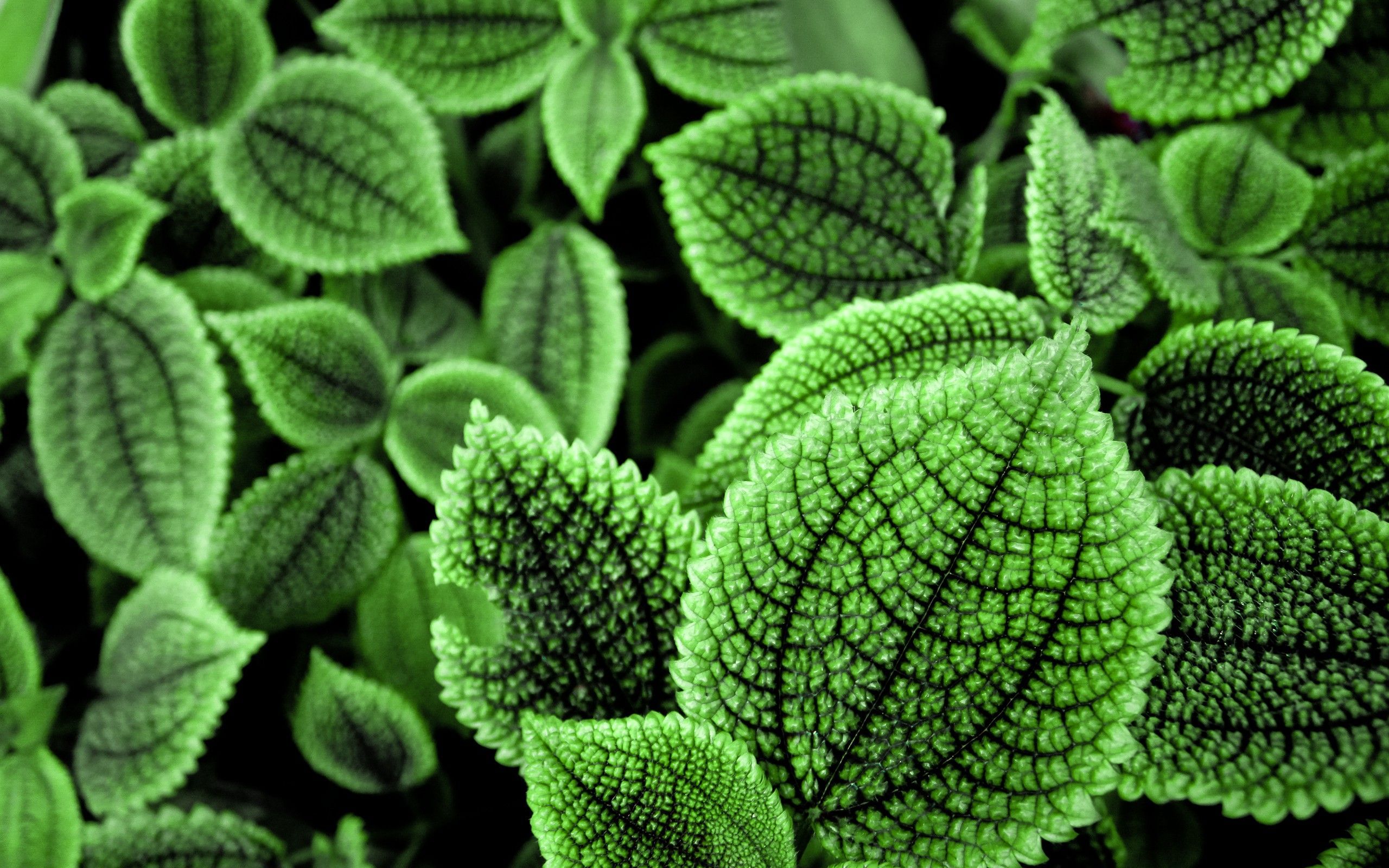 neon mint. Trendy plants, Green leaves, Green leaf wallpaper