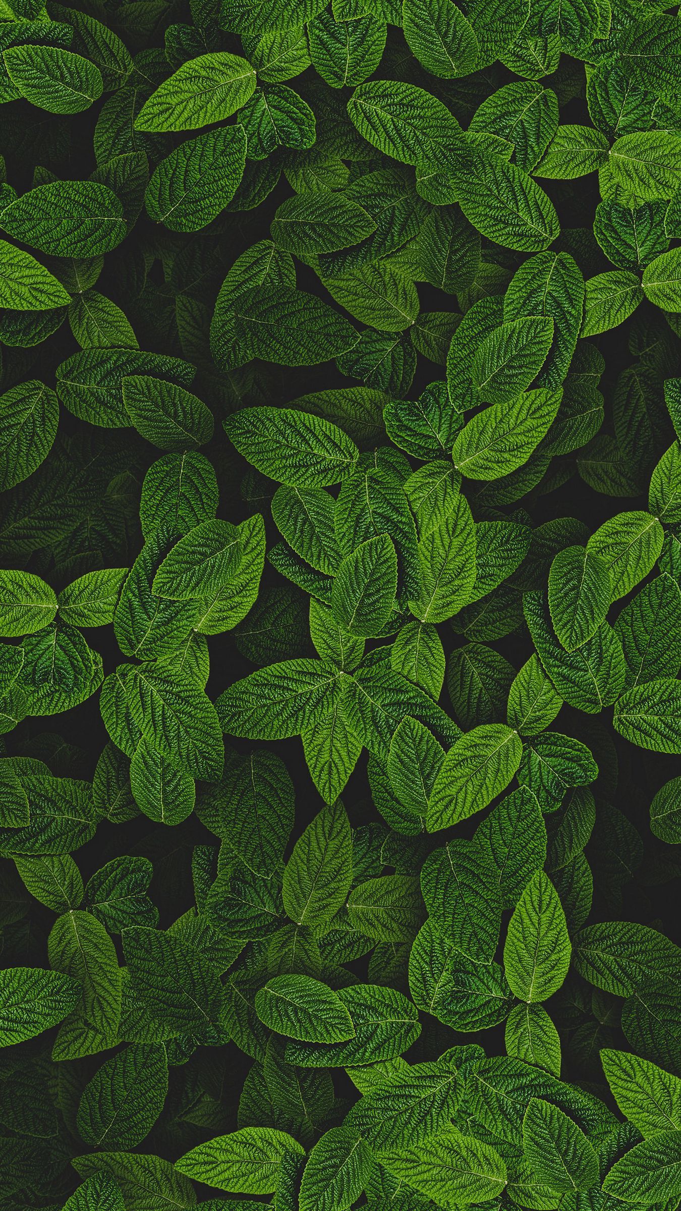 Mint Leaves Wallpapers - Wallpaper Cave
