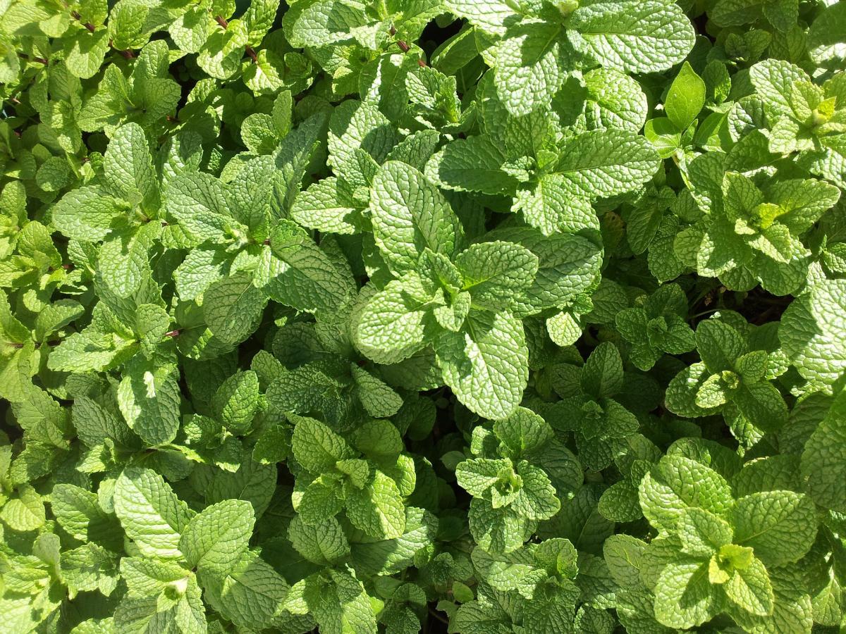 Many Uses of Mint Leaves. The Old Farmer's Almanac