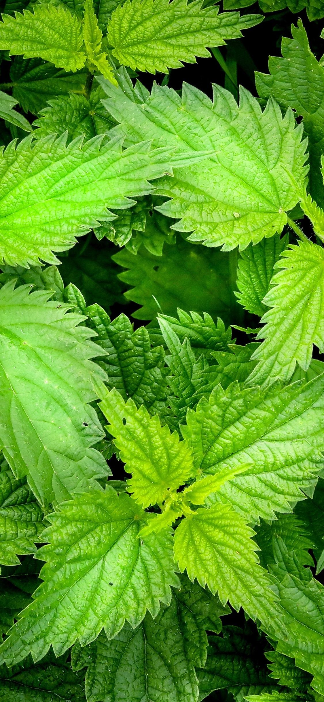 Mint, Green Leaves 1125x2436 IPhone 11 Pro XS X Wallpaper, Background, Picture, Image