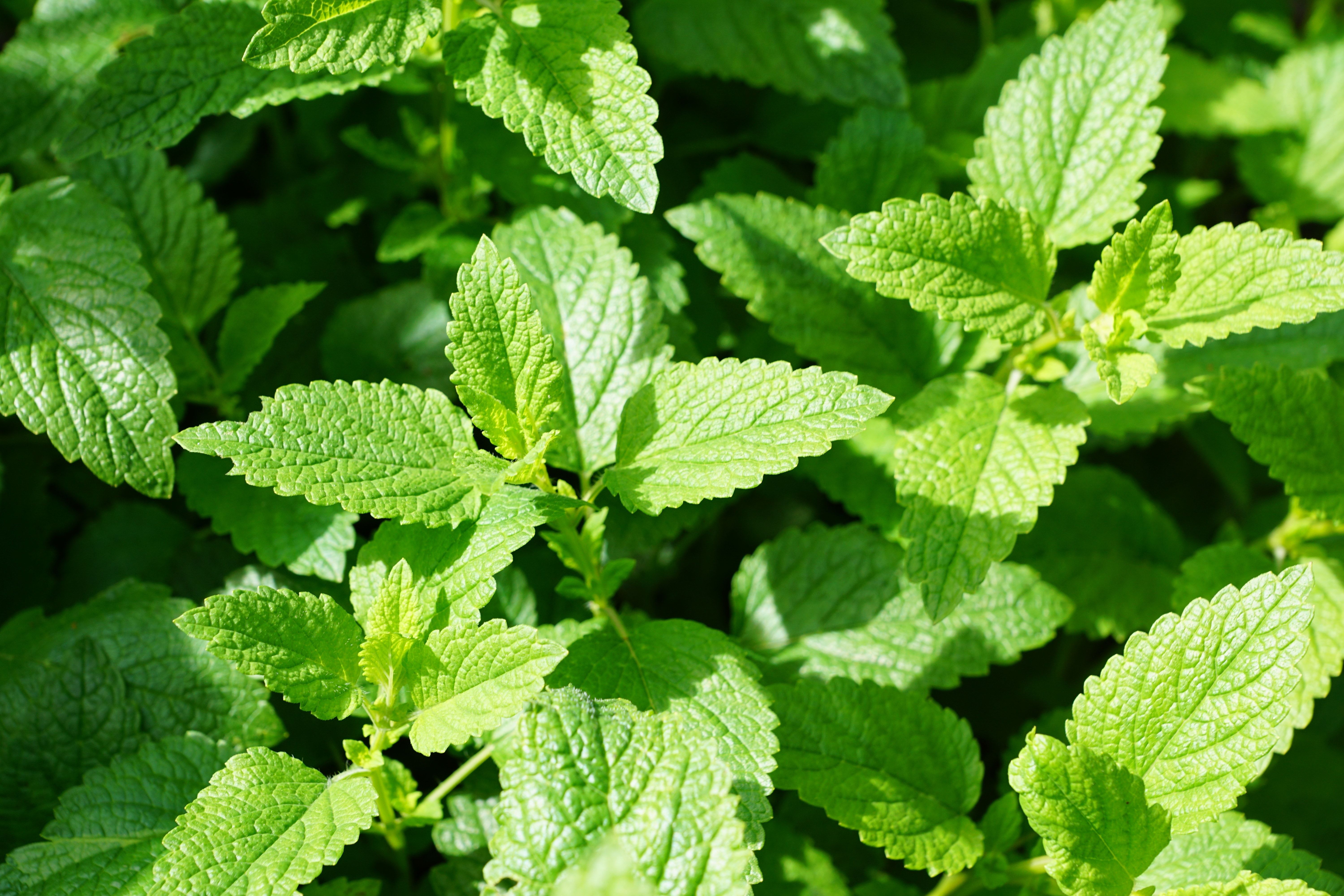 green mint leaves free image
