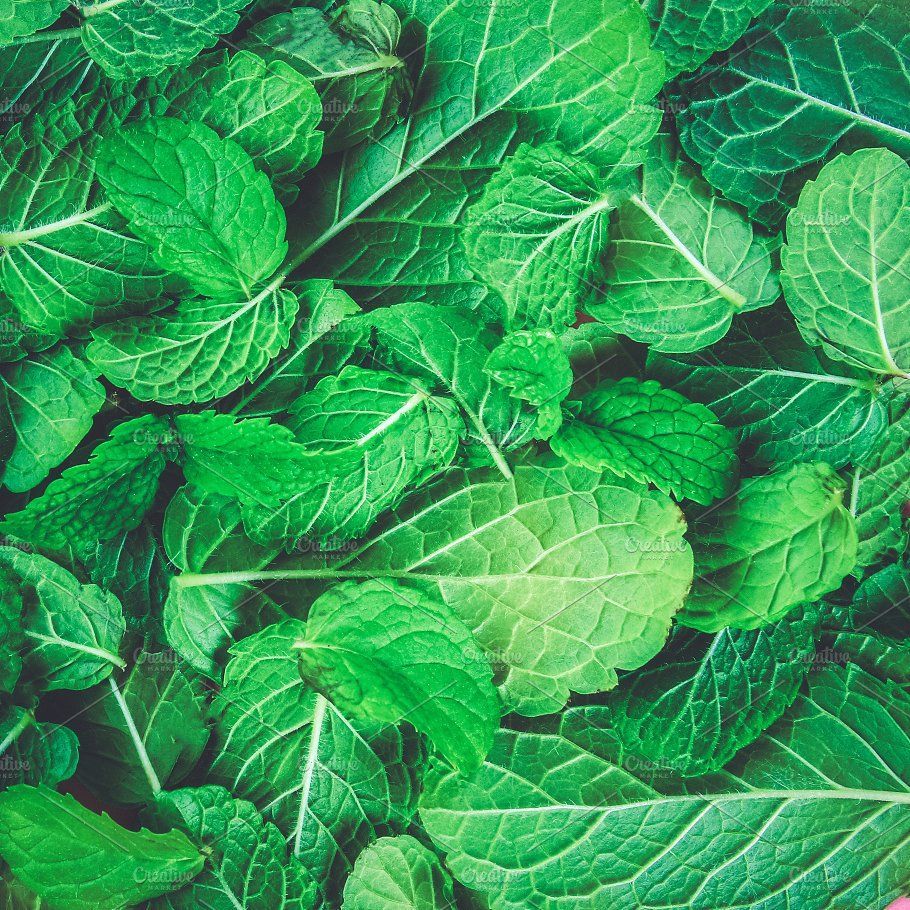 Texture of green peppermint leaves. Background, postcard. Peppermint leaves, Peppermint, Tea wallpaper