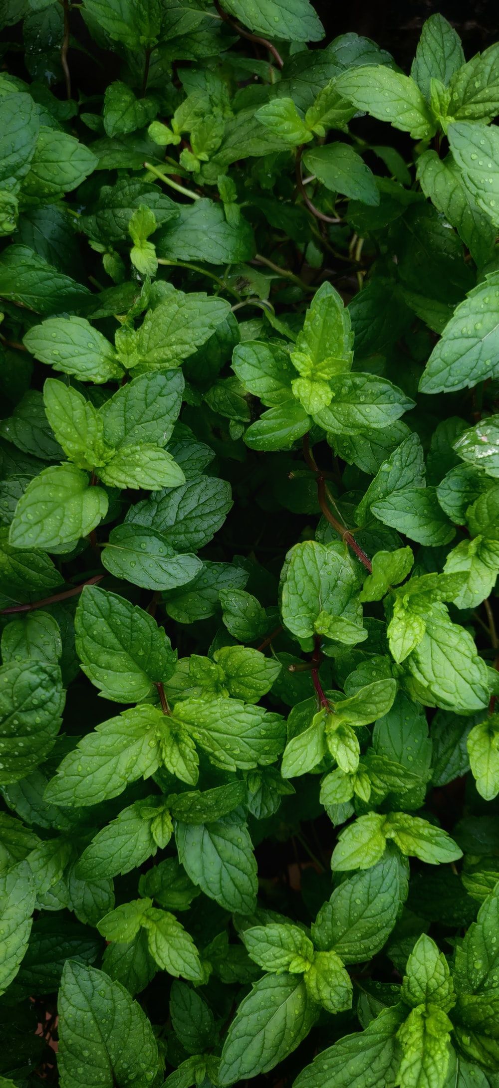 Mint Leaves Picture. Download Free Image