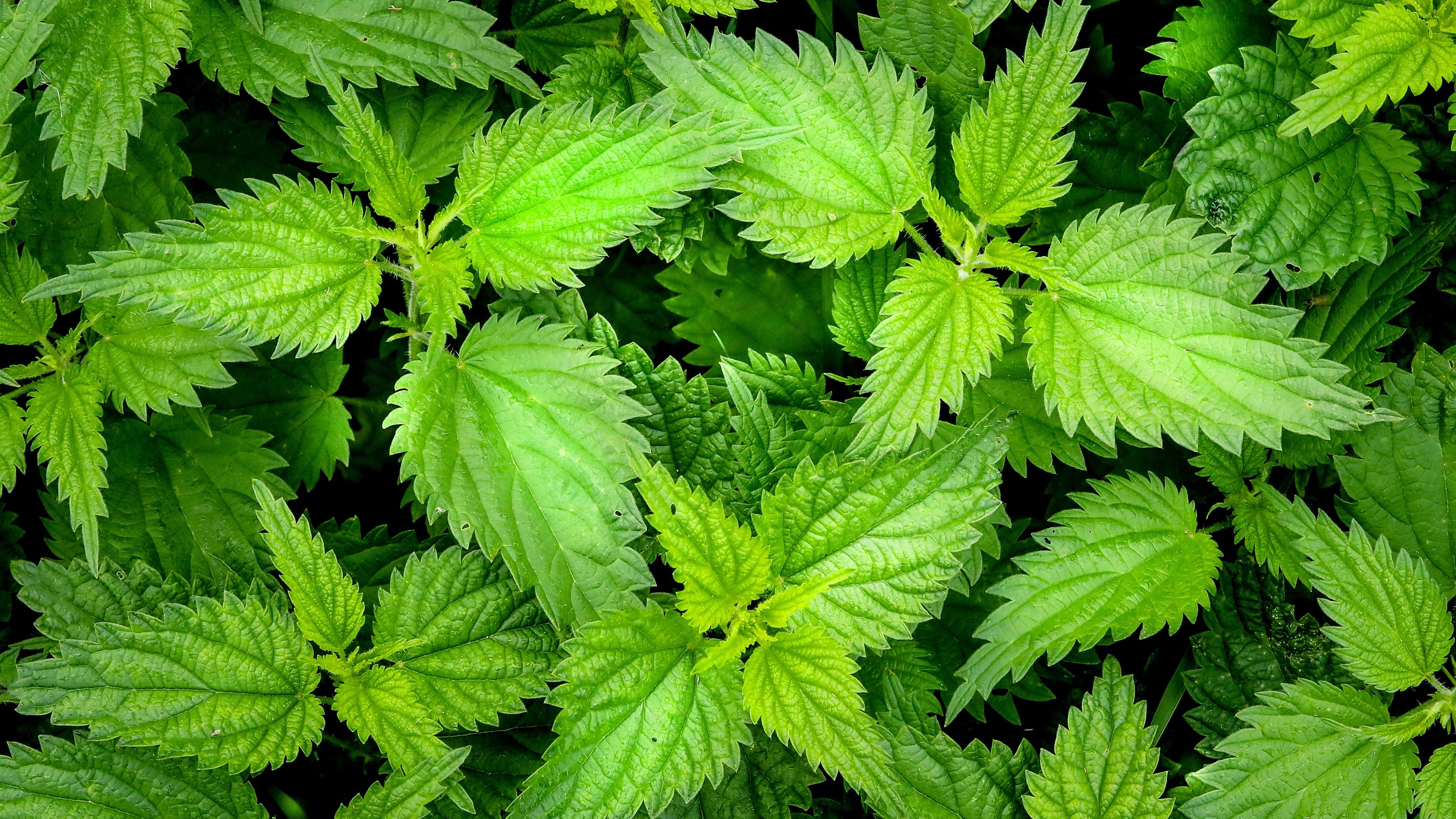 Wallpaper Mint, green leaves 3840x2160 UHD 4K Picture, Image