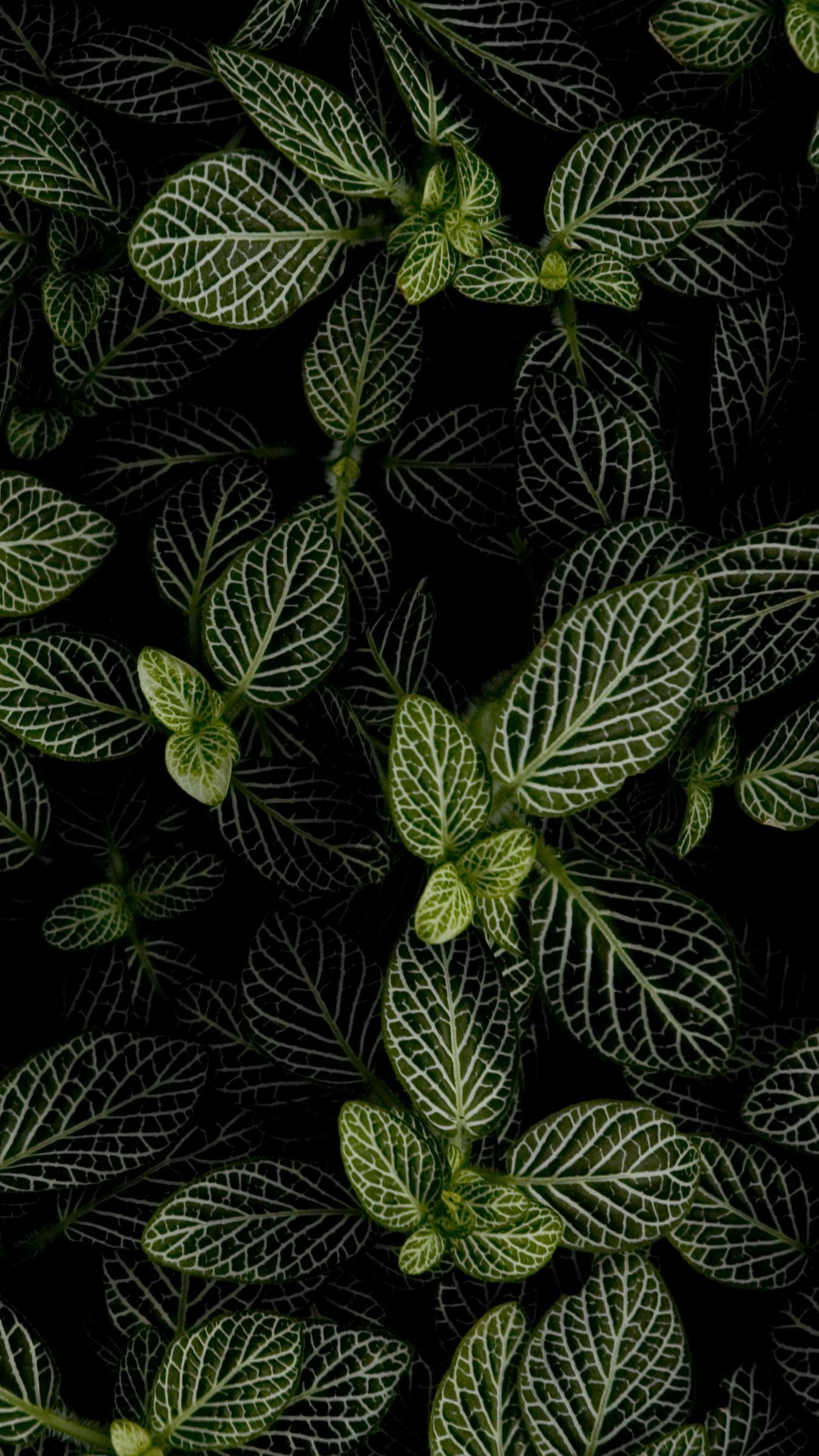 Download wallpaper 1350x2400 mint, leaves, aerial view iphone 8+/7+/6s+/for parallax HD background