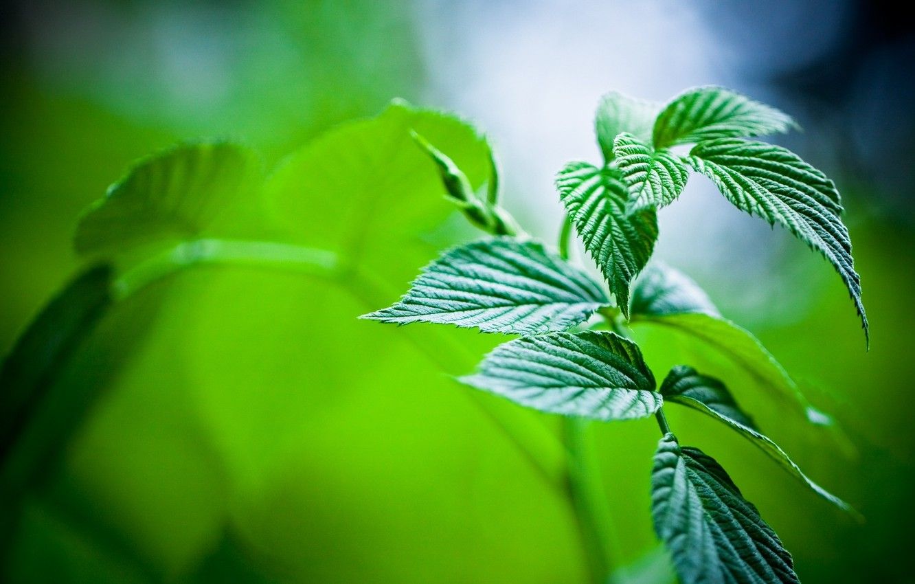 Wallpaper leaves, nature, plants, green, macro mint image for desktop, section макро